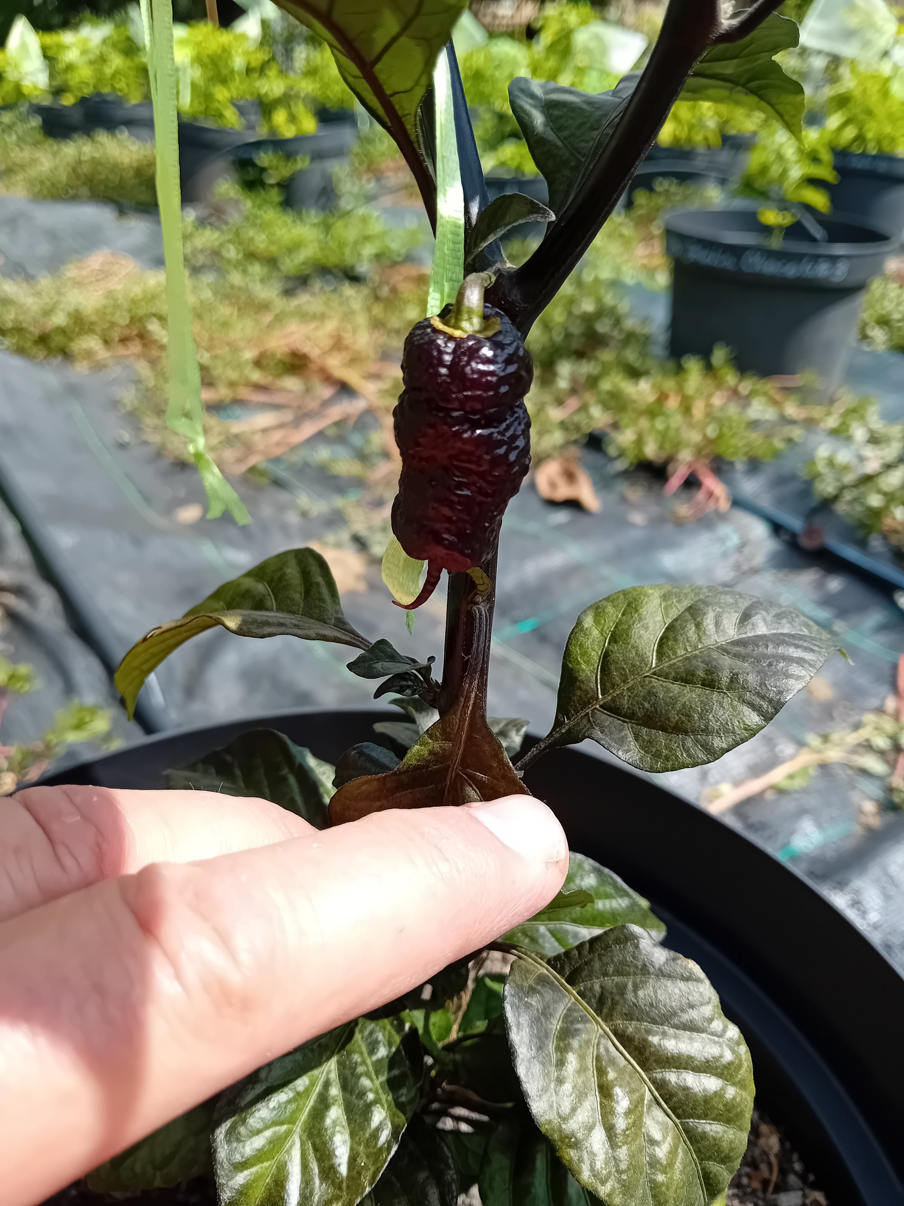 Răsad Ardei - Calolina Reaper Pink Peach