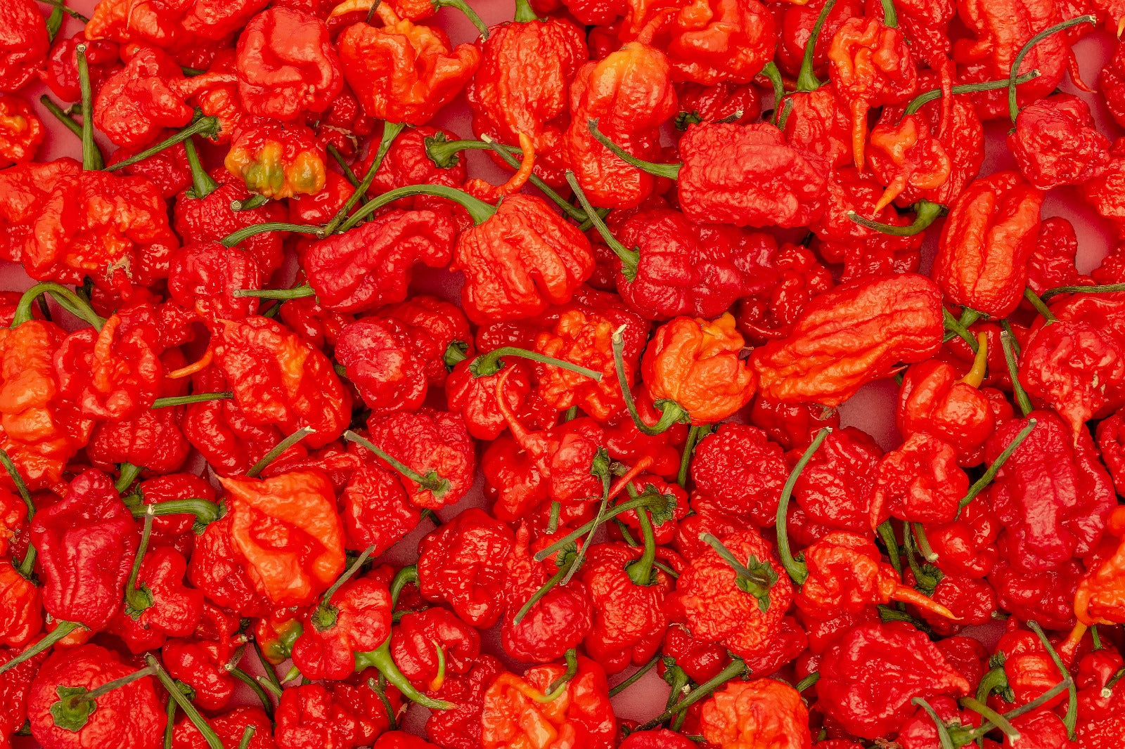 Seminţe Ardei - Carolina Reaper Red
