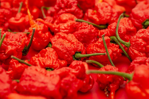 Seminţe Ardei - Carolina Reaper Red