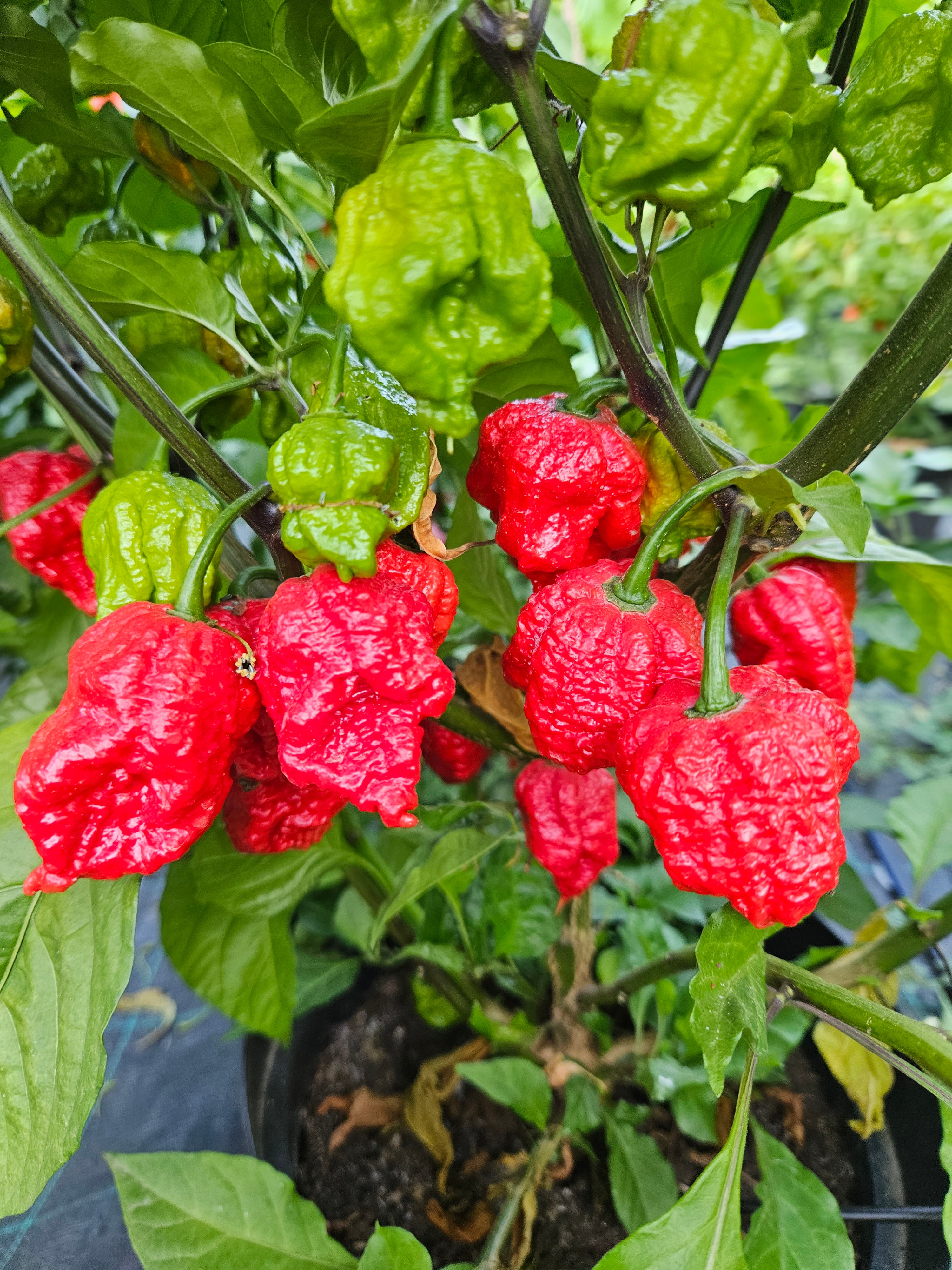 Răsad Ardei - Carolina Reaper Red