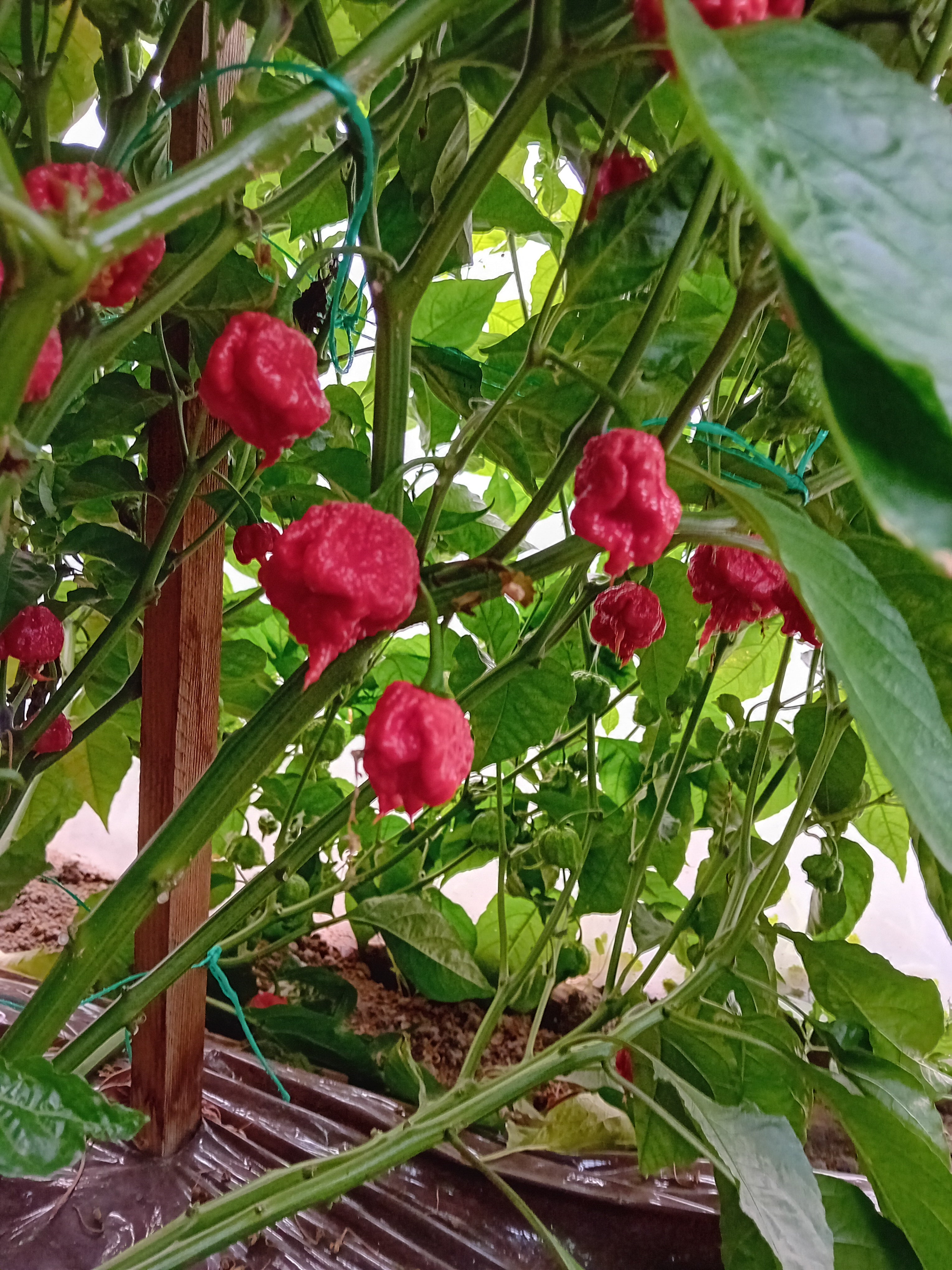 Răsad Ardei - Carolina Reaper Red