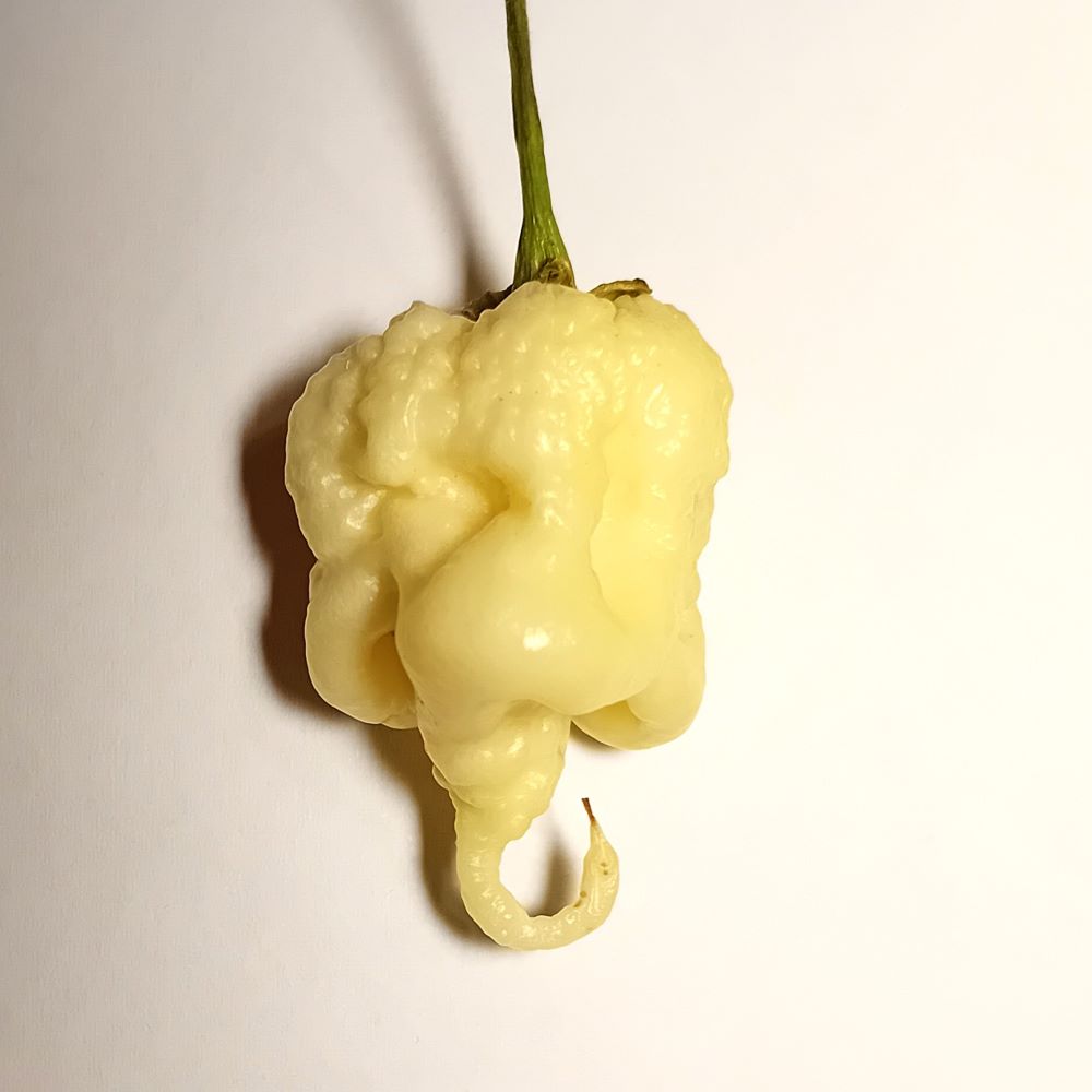 Răsad Ardei - Carolina Reaper White