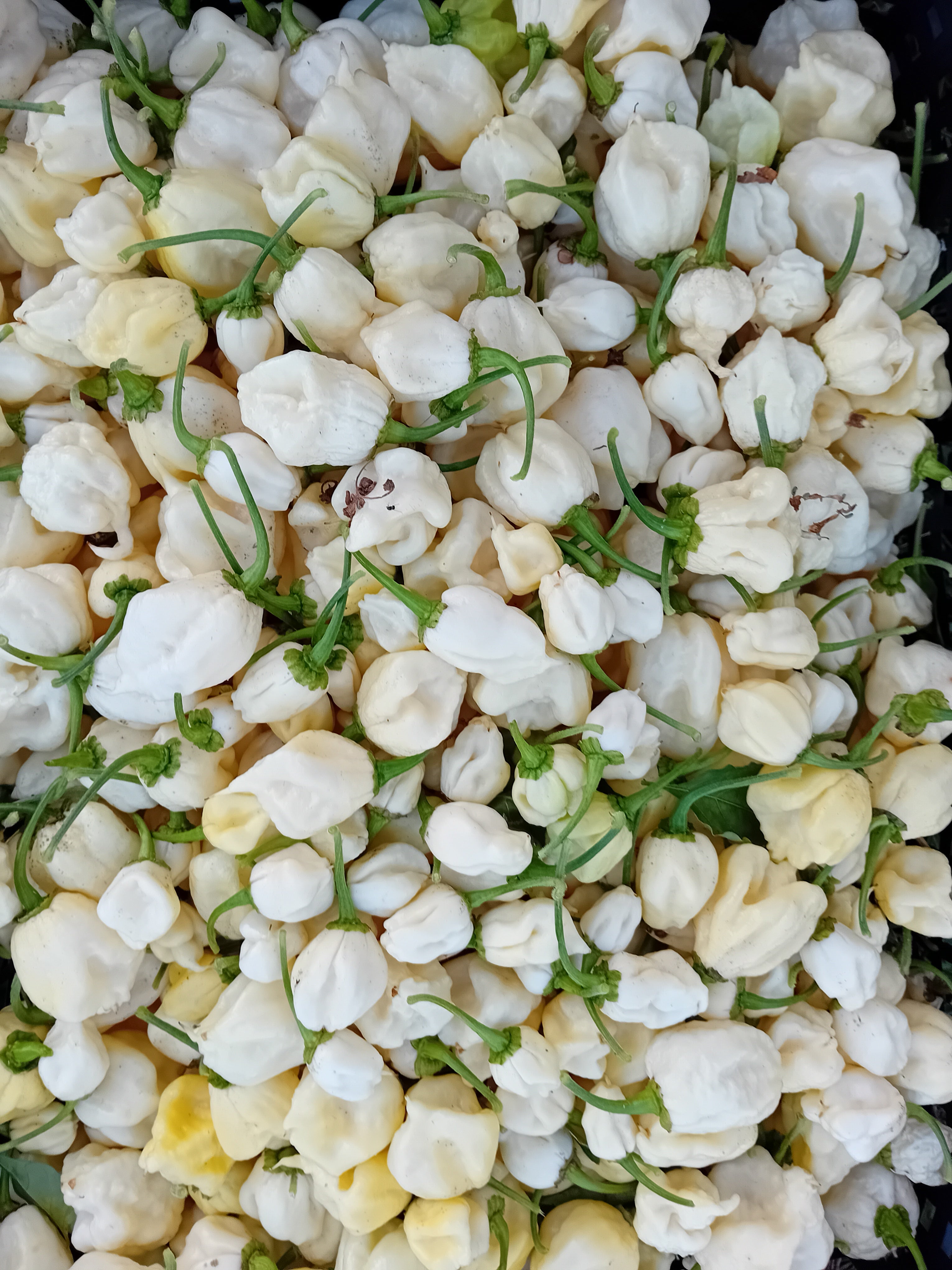 Răsad Ardei - Carolina Reaper White