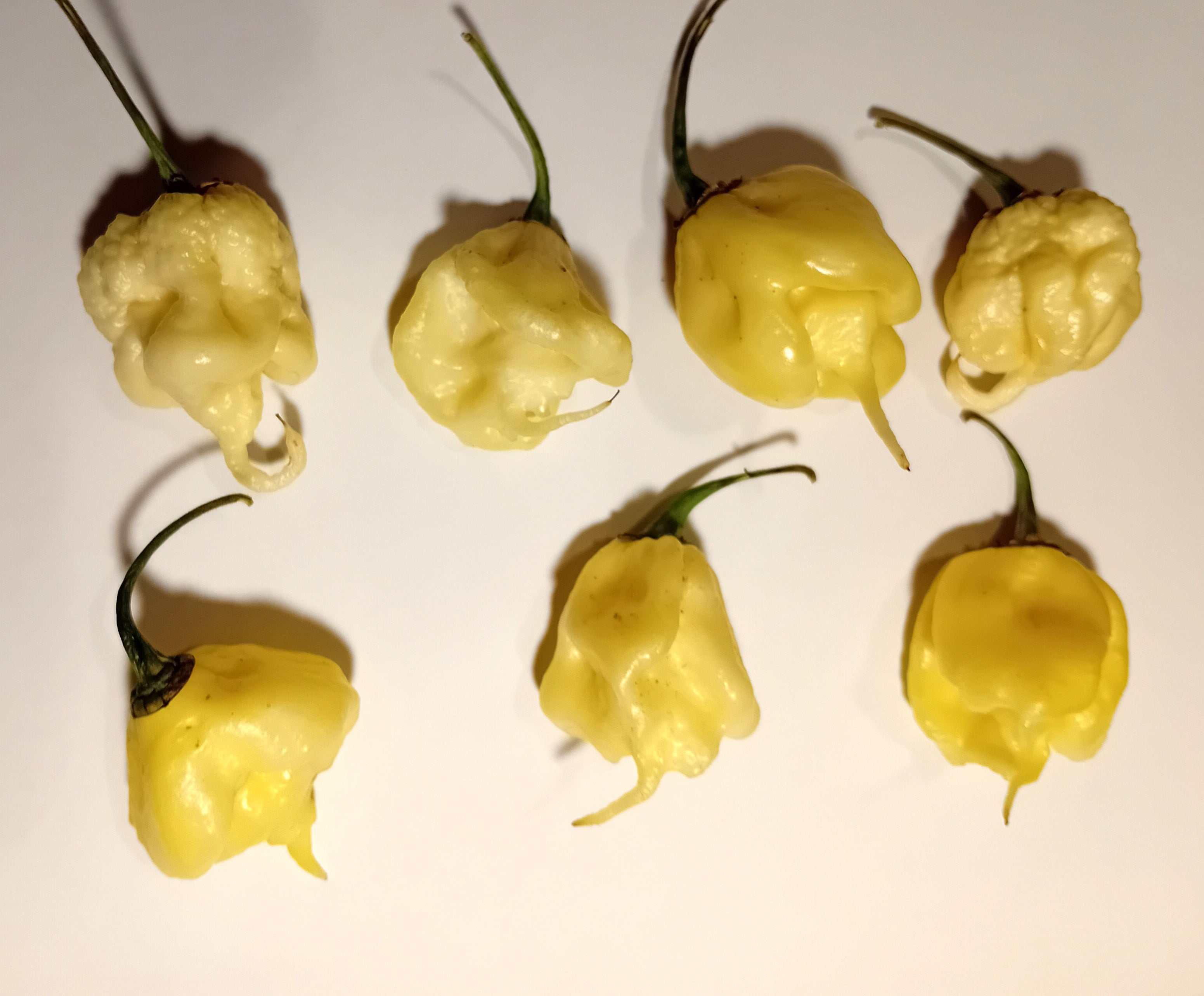 Răsad Ardei - Carolina Reaper White