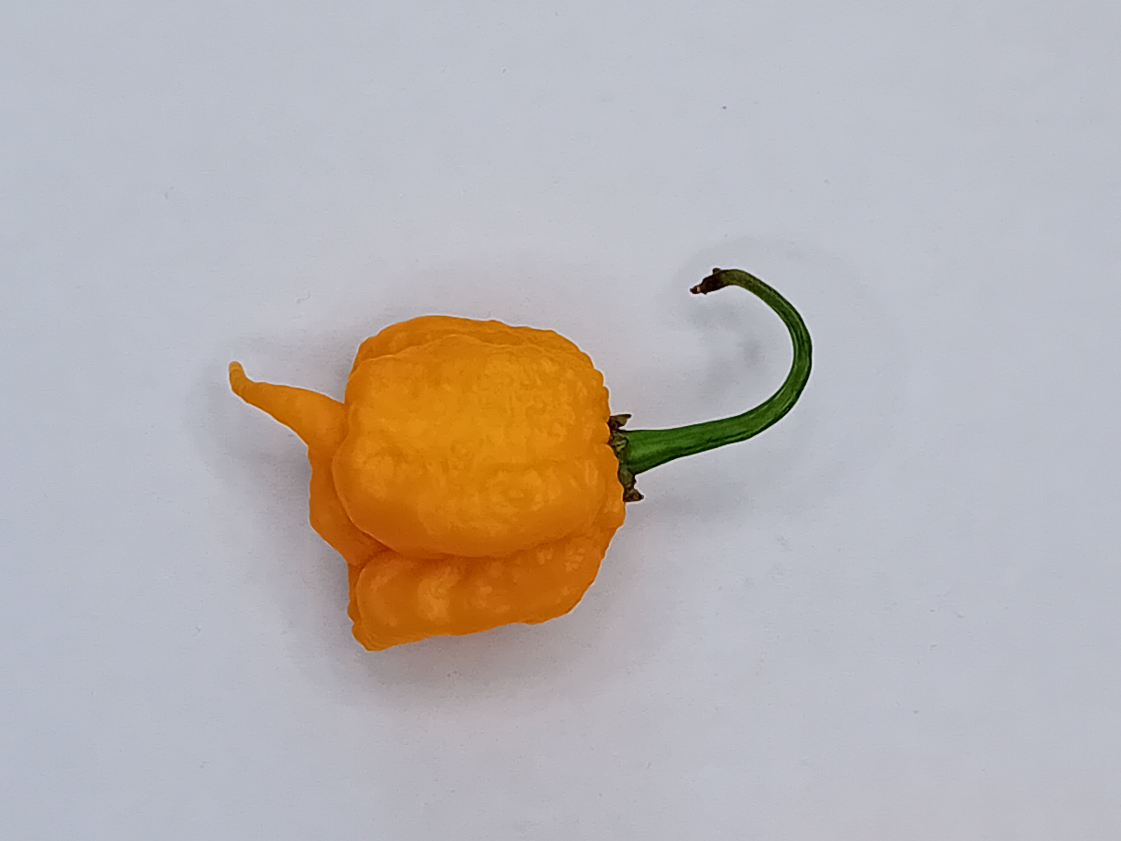 Răsad Ardei - Carolina Reaper Yellow