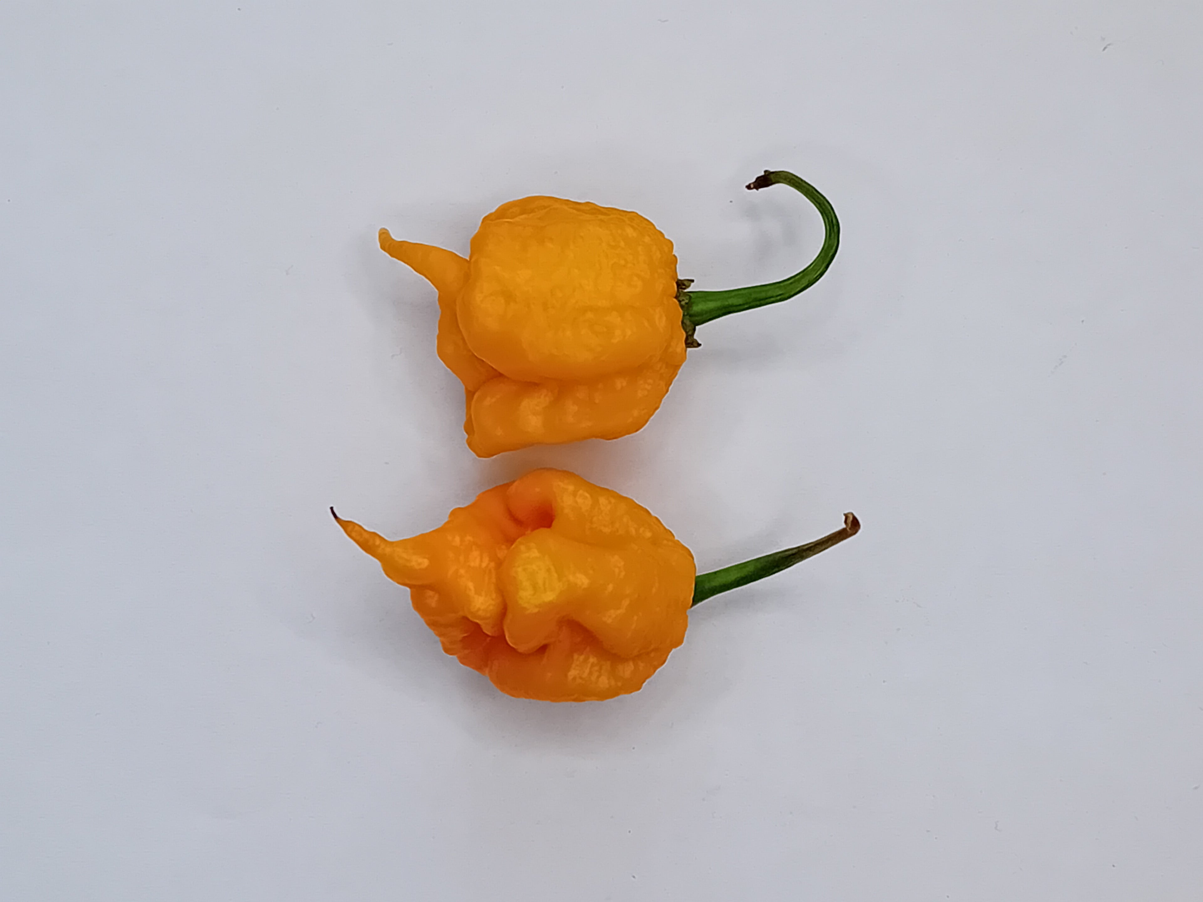 Răsad Ardei - Carolina Reaper Yellow