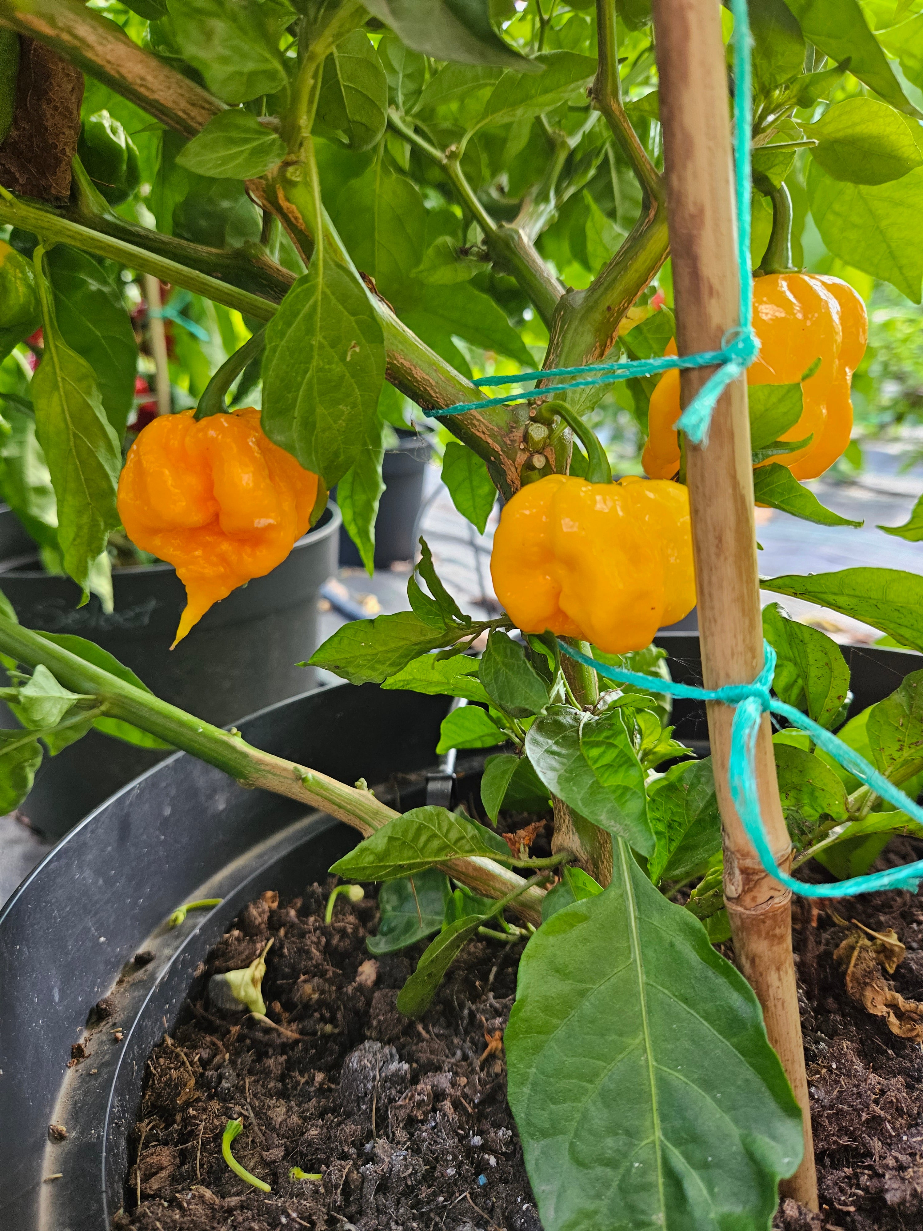 Răsad Ardei - Carolina Reaper x 7 POD Primo Yellow