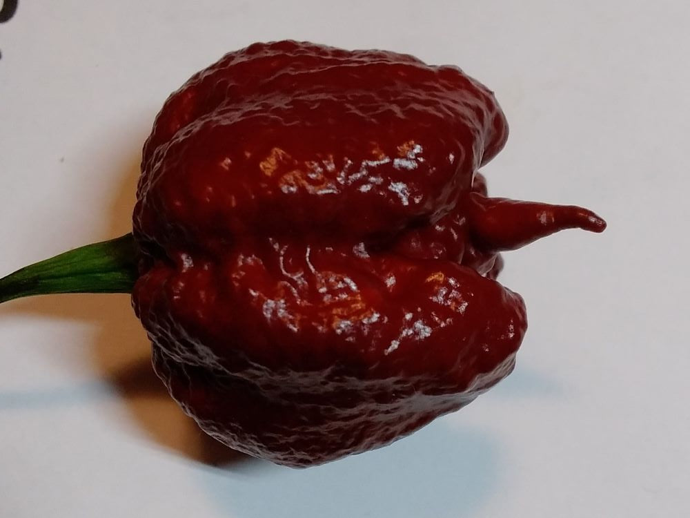 Răsad Ardei - Carolina Reaper Chocolate
