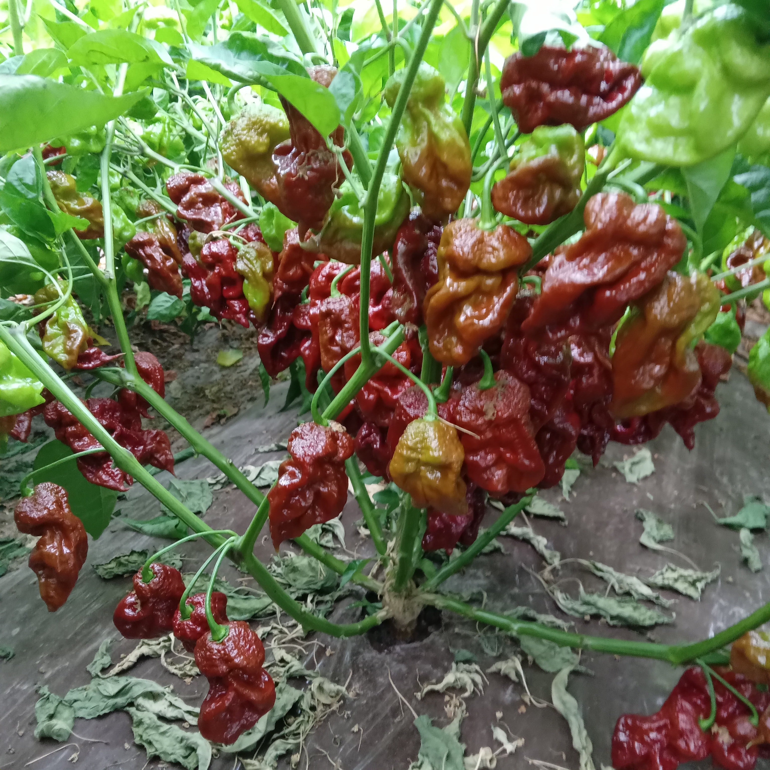 Răsad Ardei - Carolina Reaper Chocolate