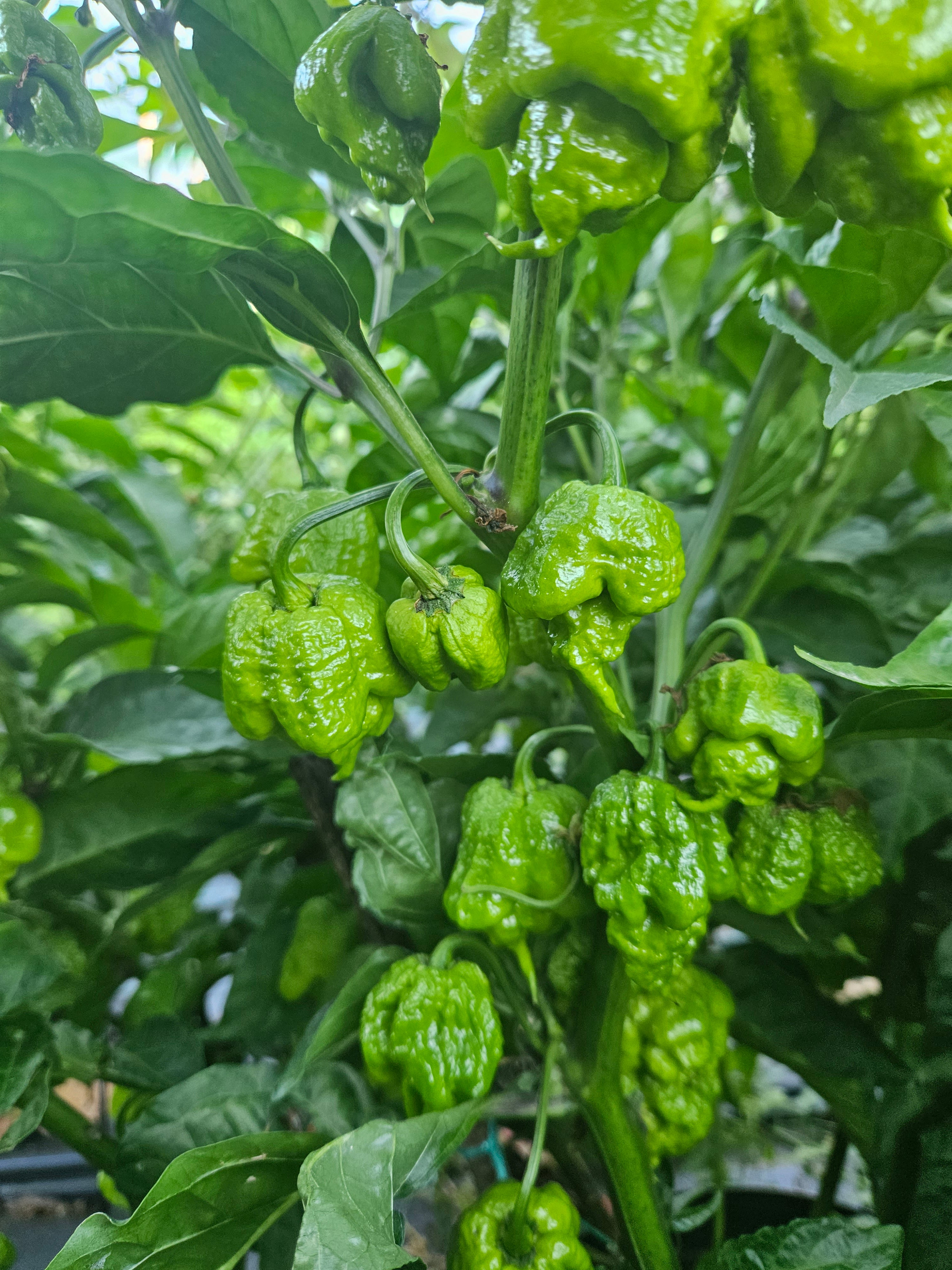 Răsad Ardei - Carolina Reaper Chocolate