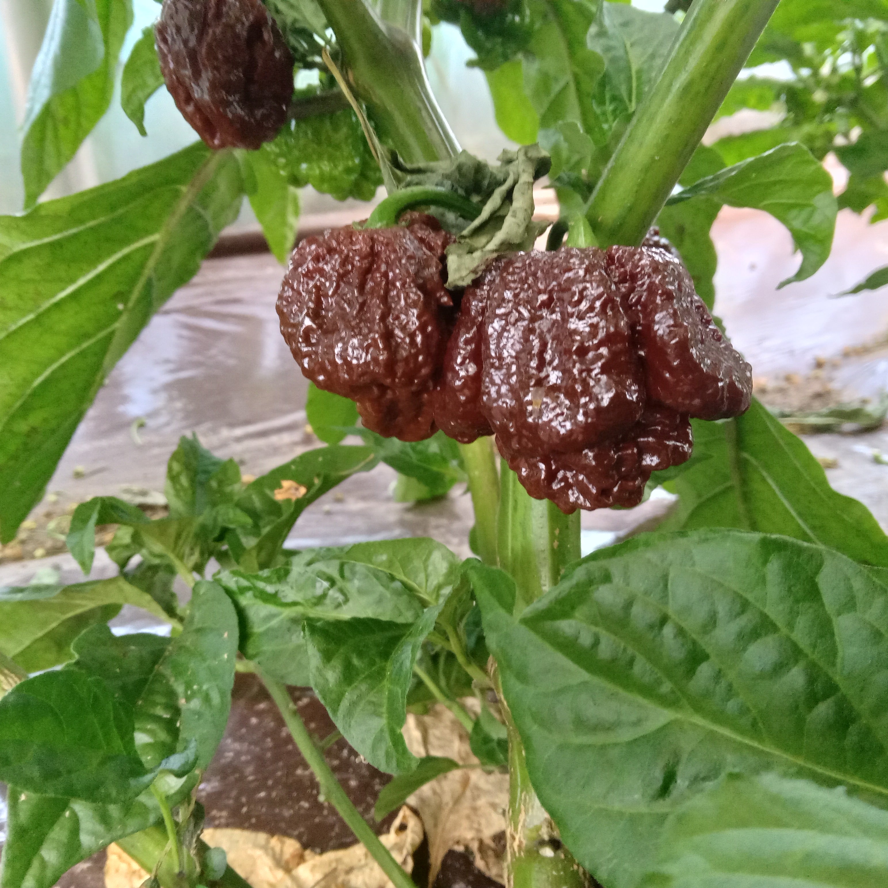 Răsad Ardei - Carolina Reaper Chocolate