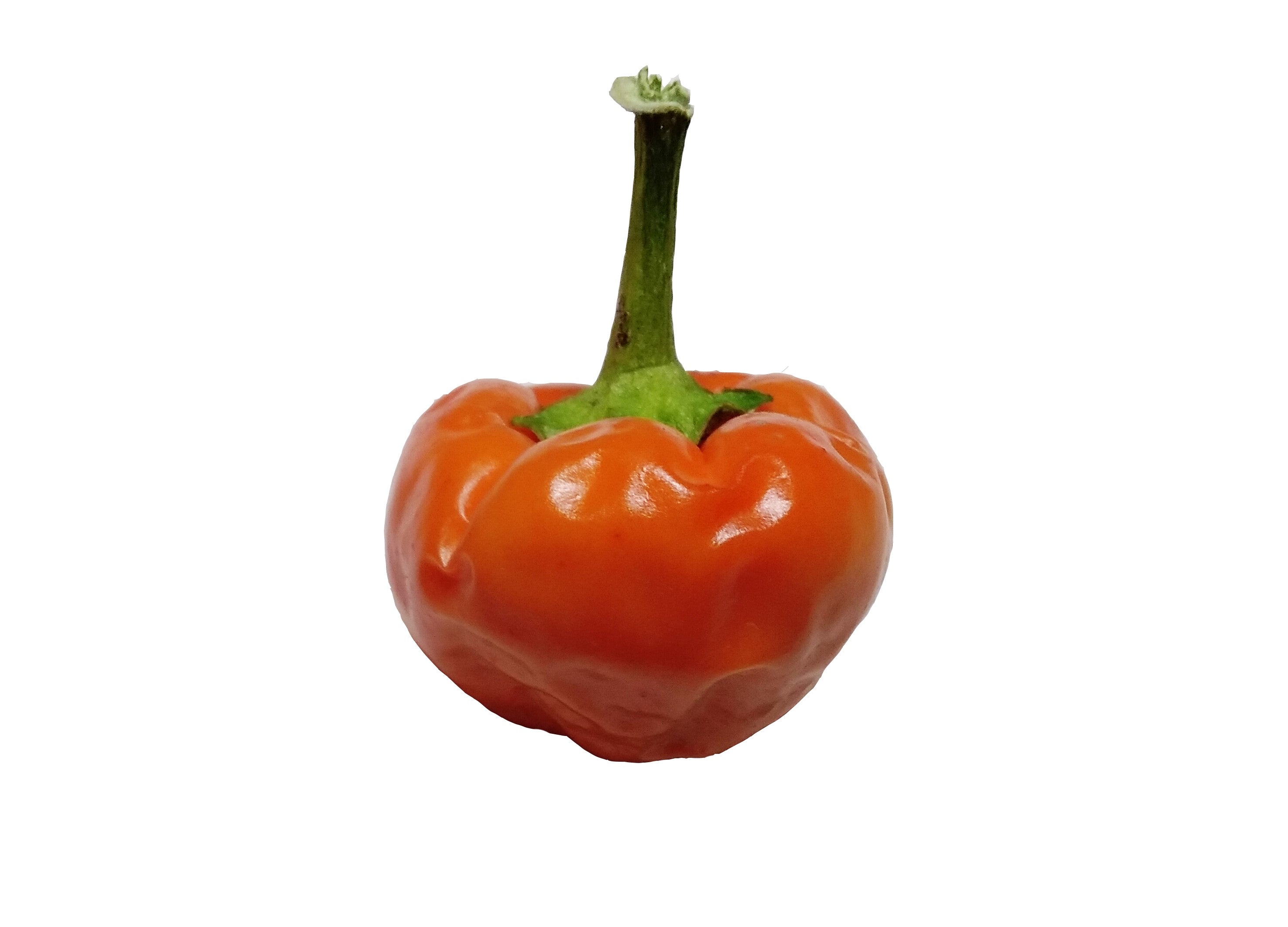 Răsad Ardei - Cherry Bomb Orange