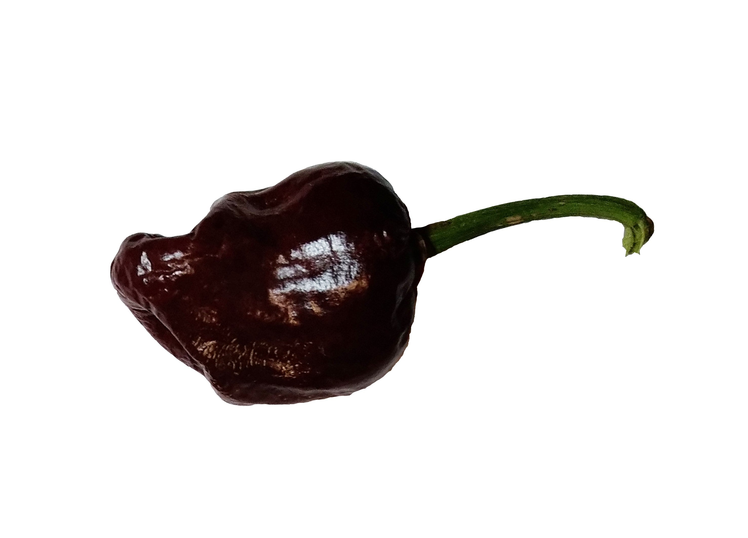 Răsad Ardei - Chilhuacle Negro