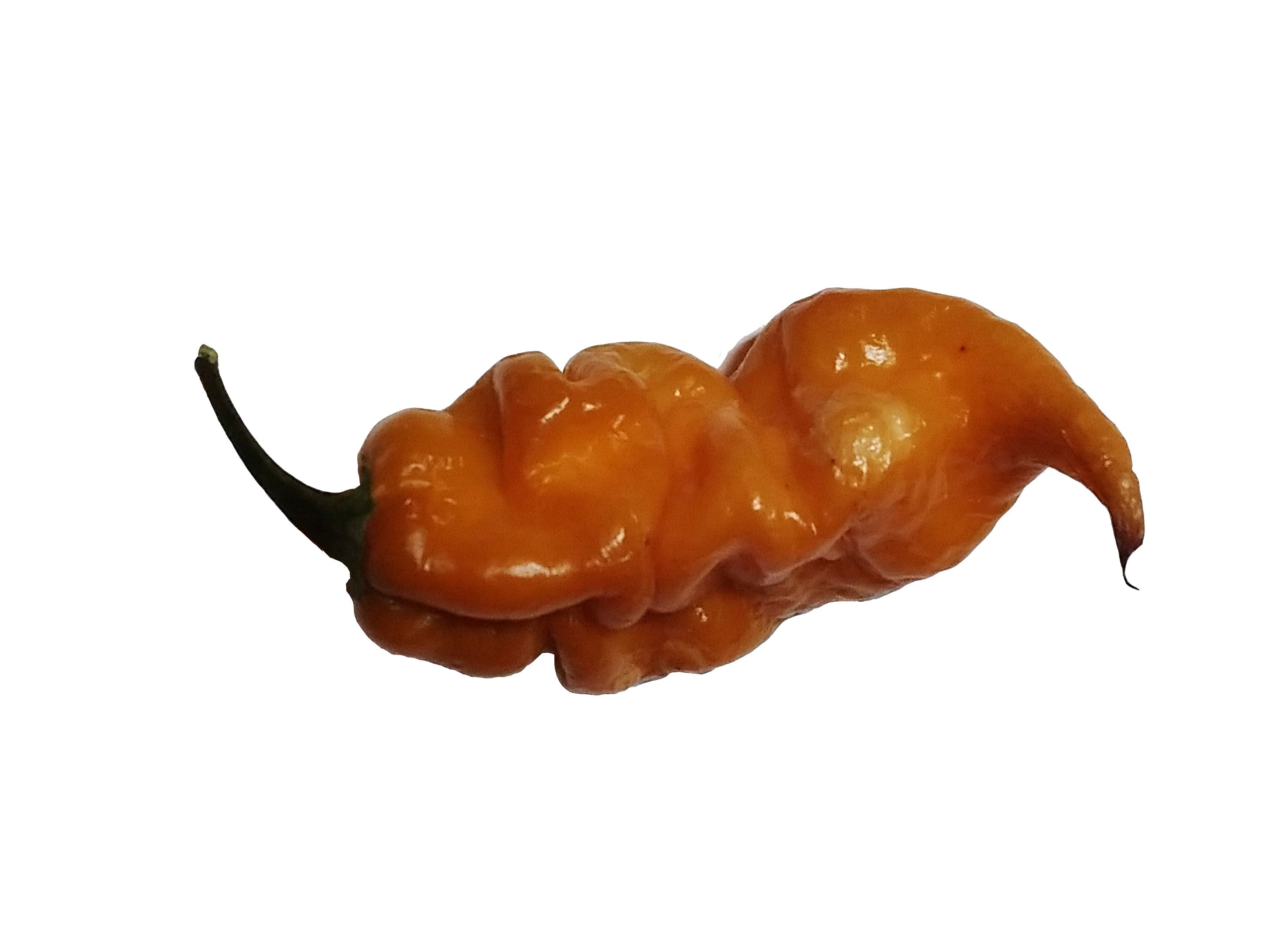 Răsad Ardei - Choco Ghost Jami