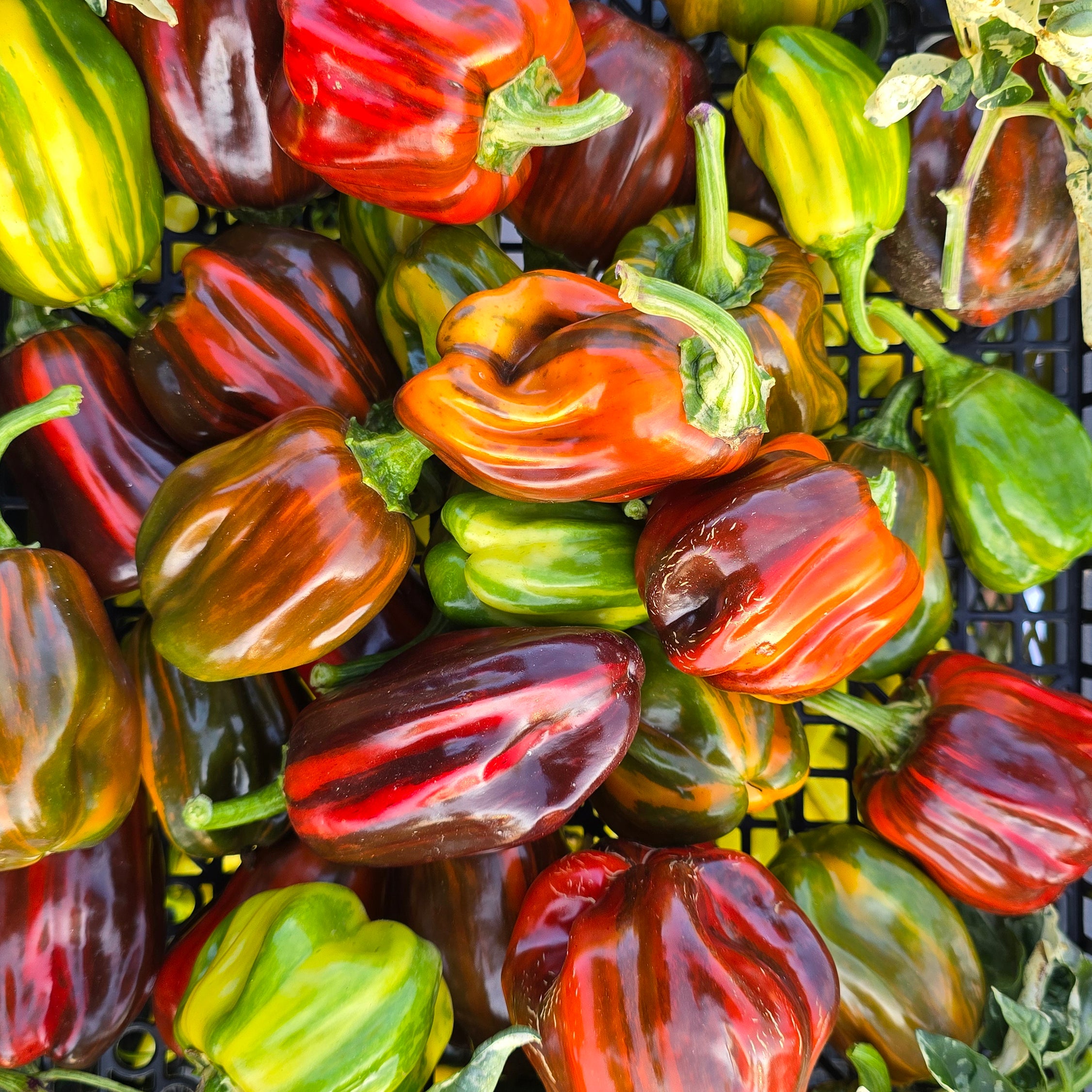 Ardei - Chocolate Candy Cane