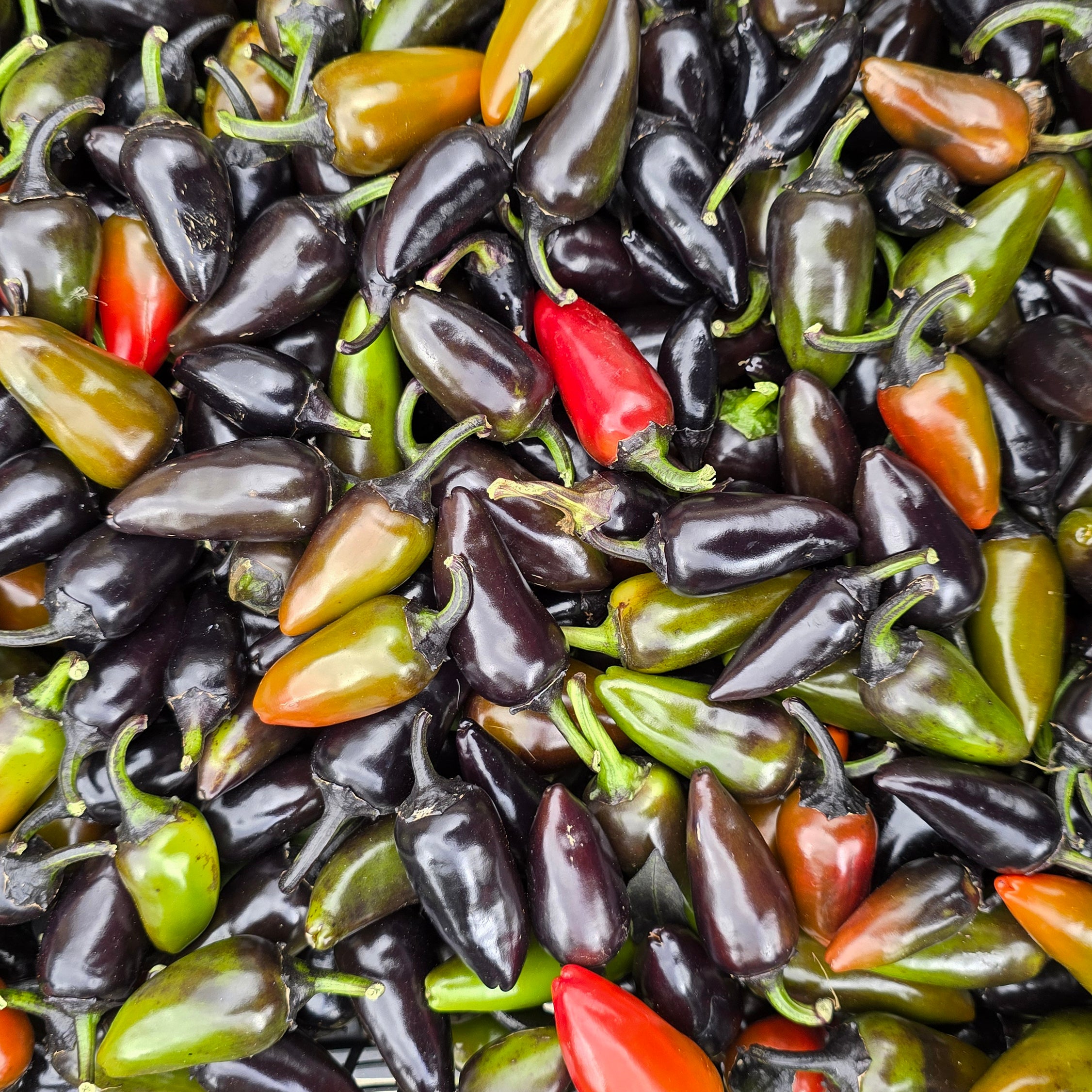 Ardei - Count Dracula