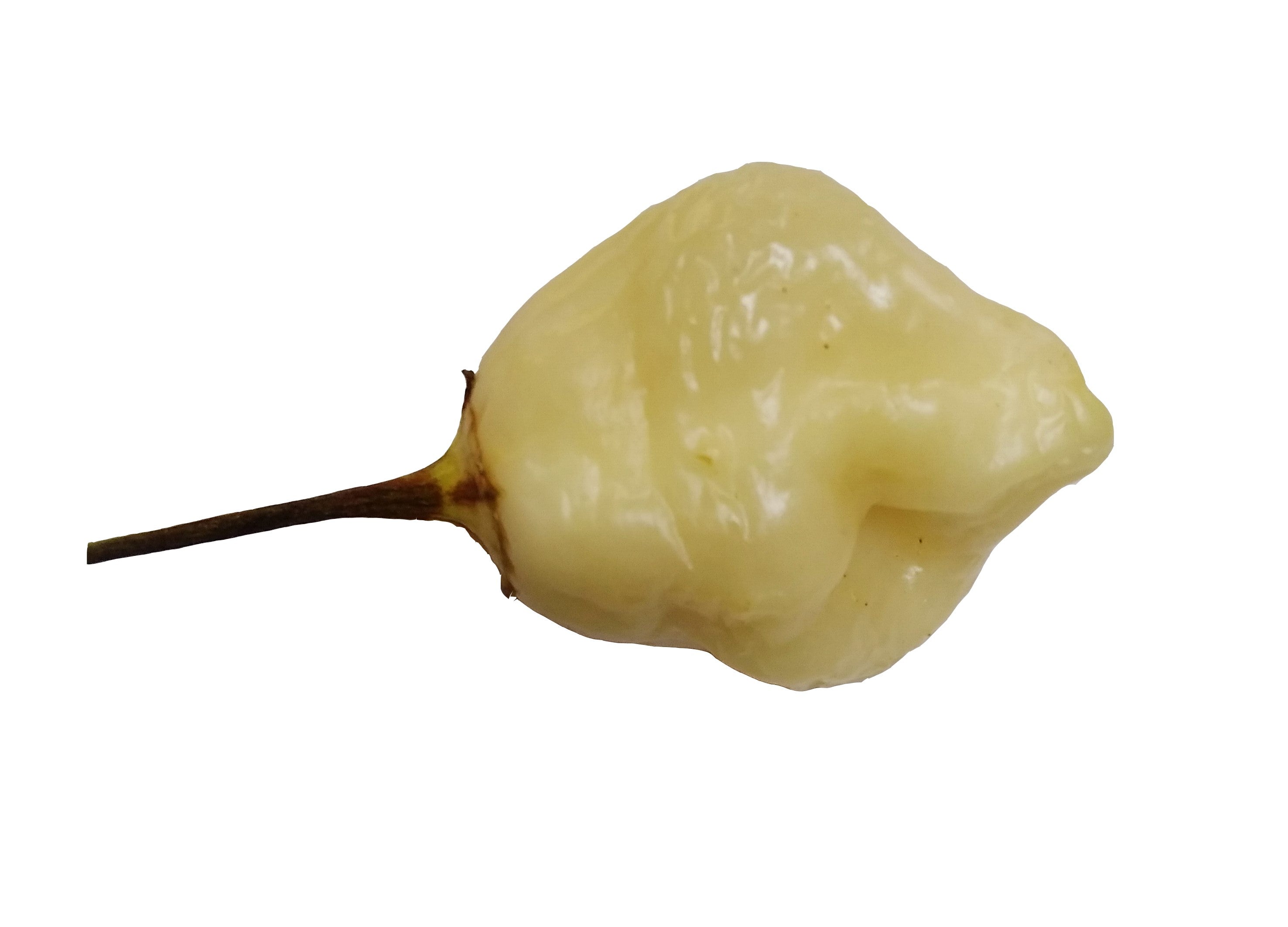 Răsad Ardei - Cream Fantasy