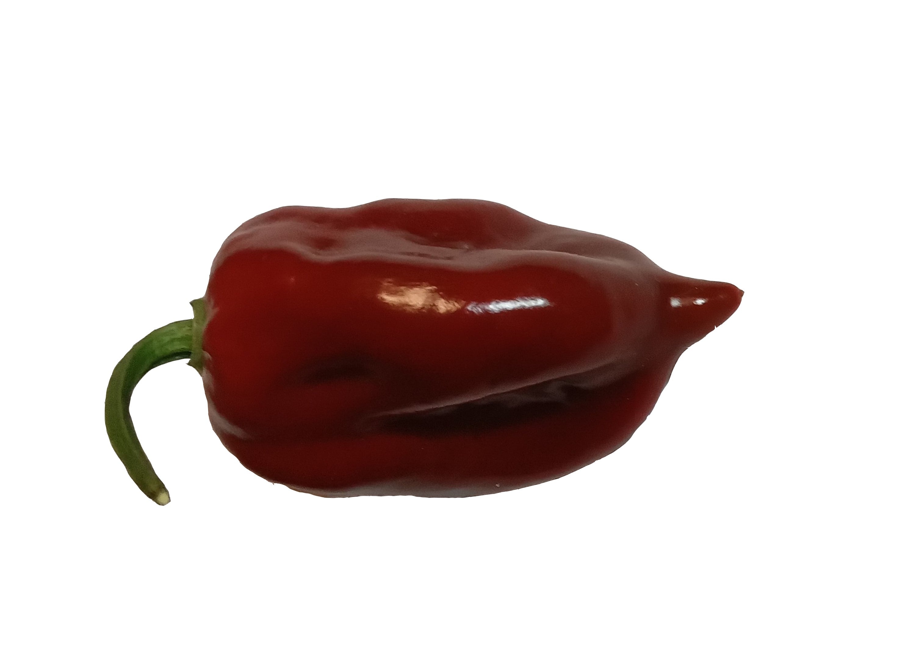 Pepper Seedling - Devil's Tongue Caramel