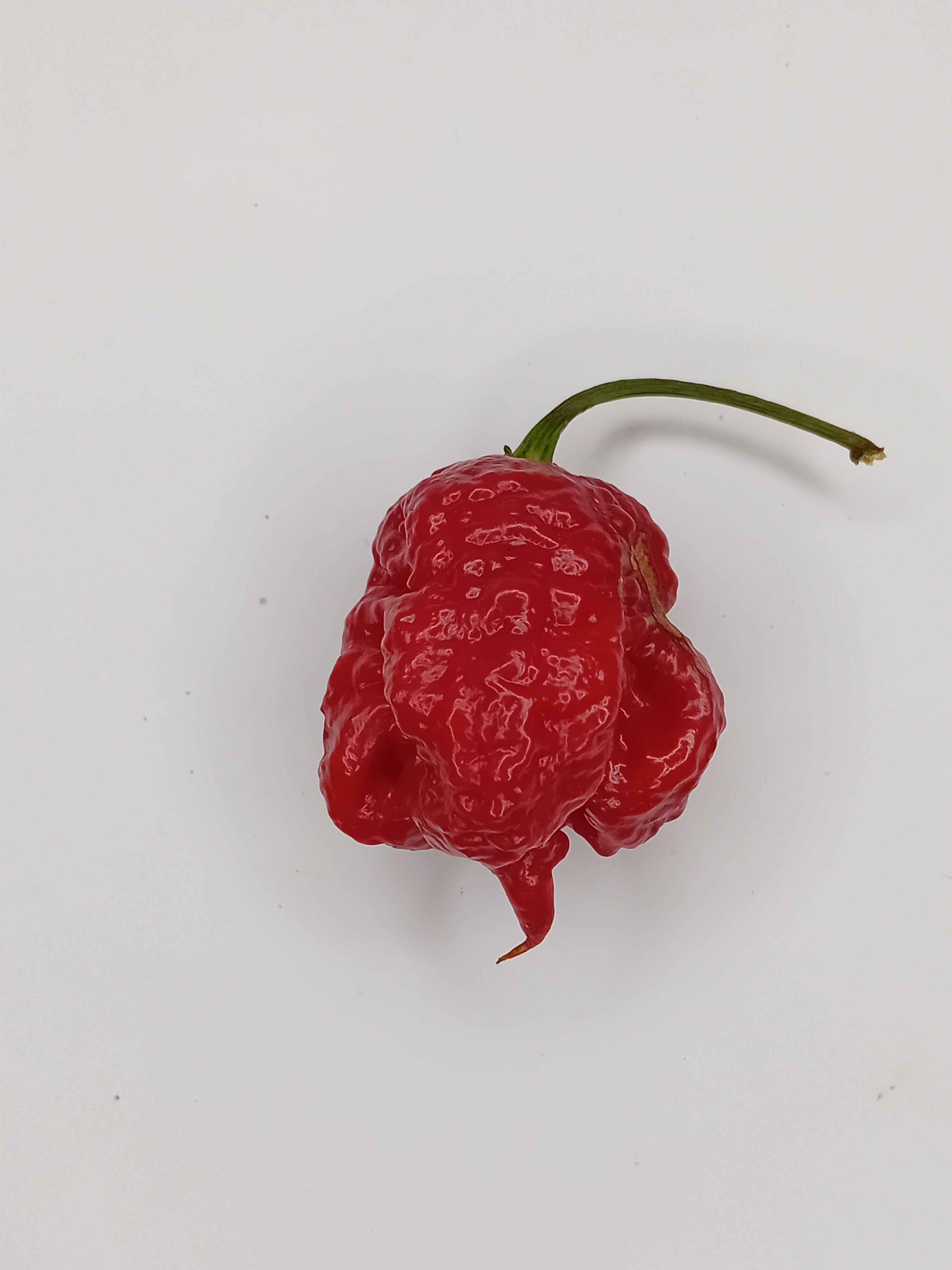 Răsad Ardei - Dragon's Breath