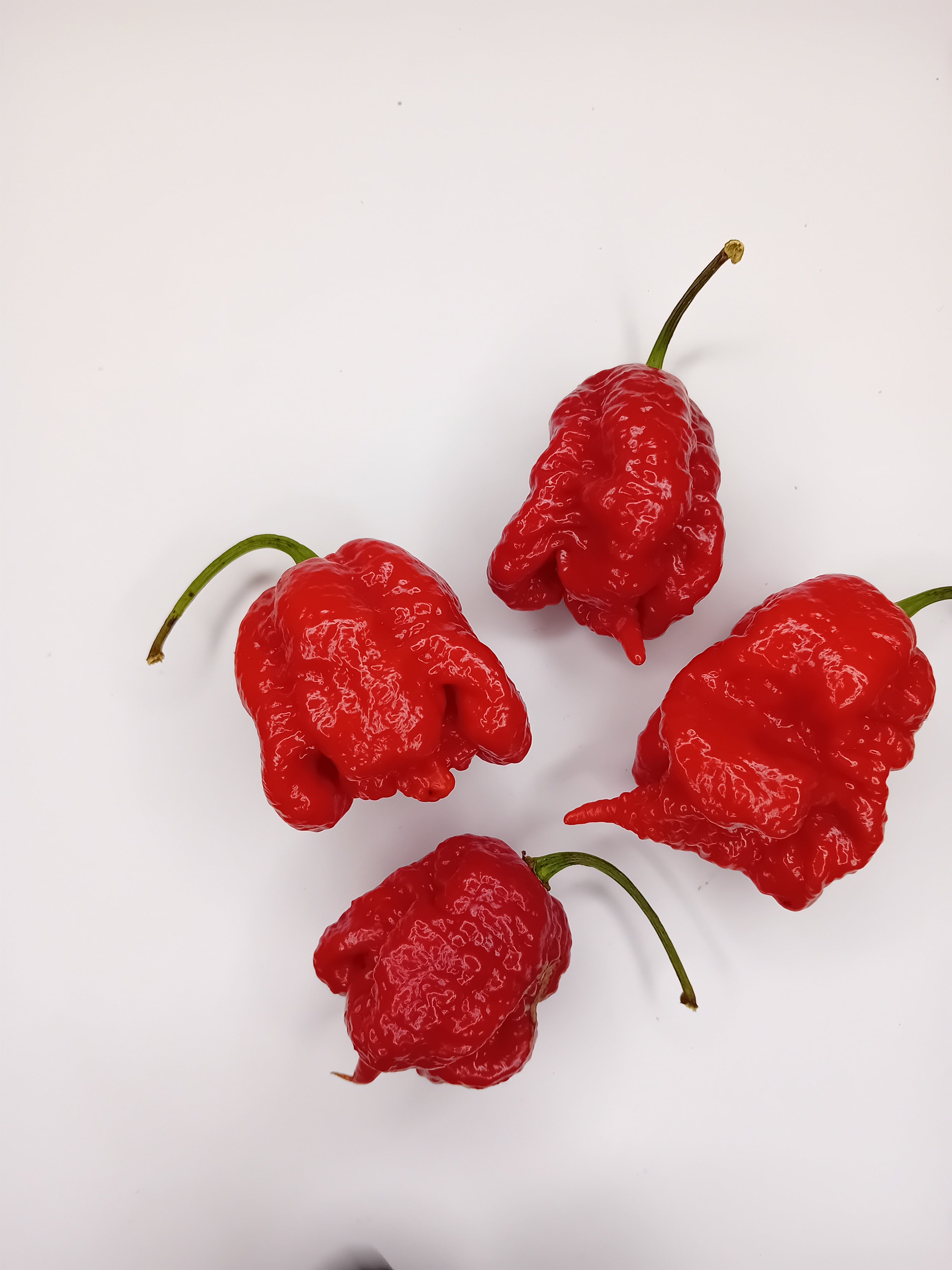 Răsad Ardei - Dragon's Breath