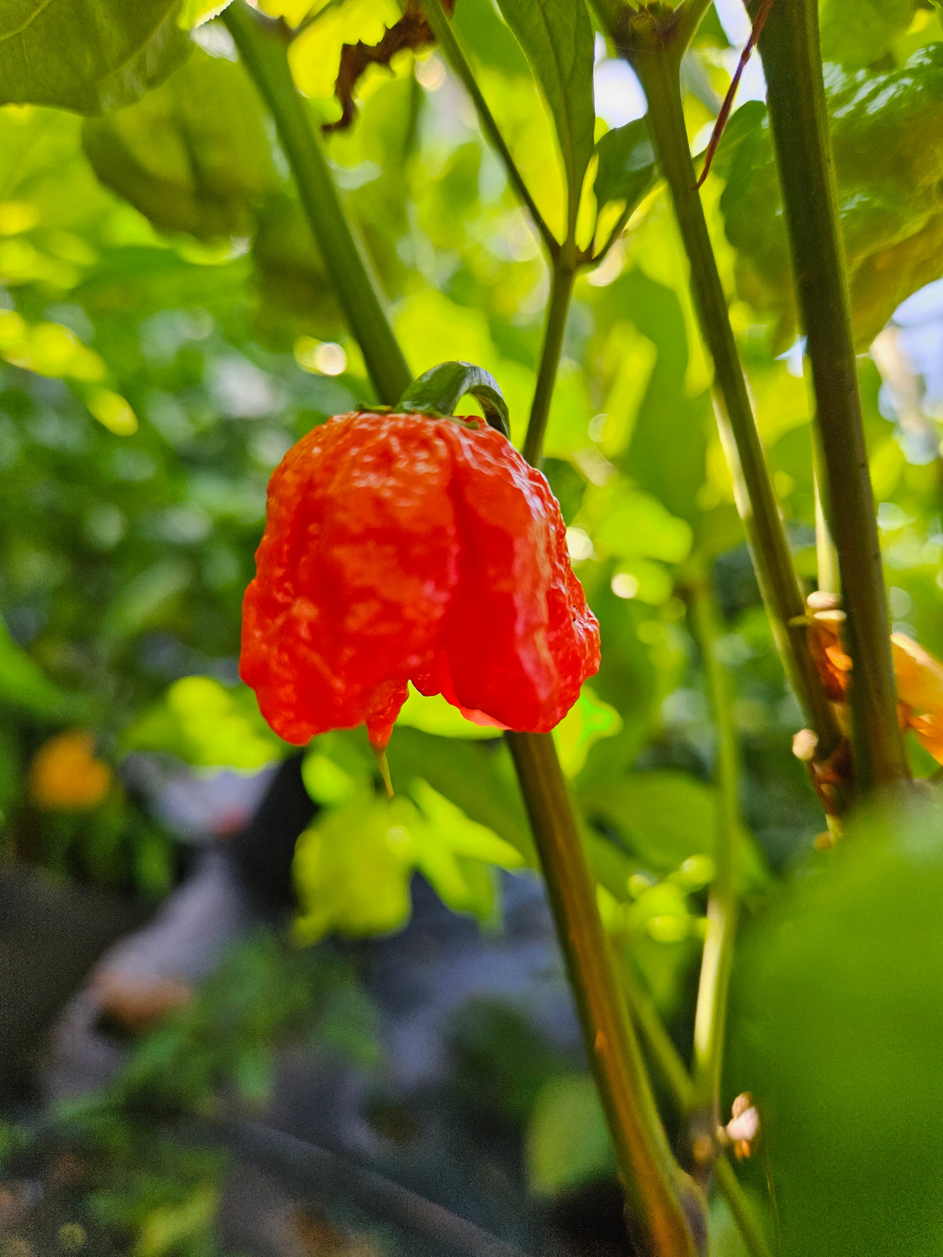 Răsad Ardei - Dragon's Breath