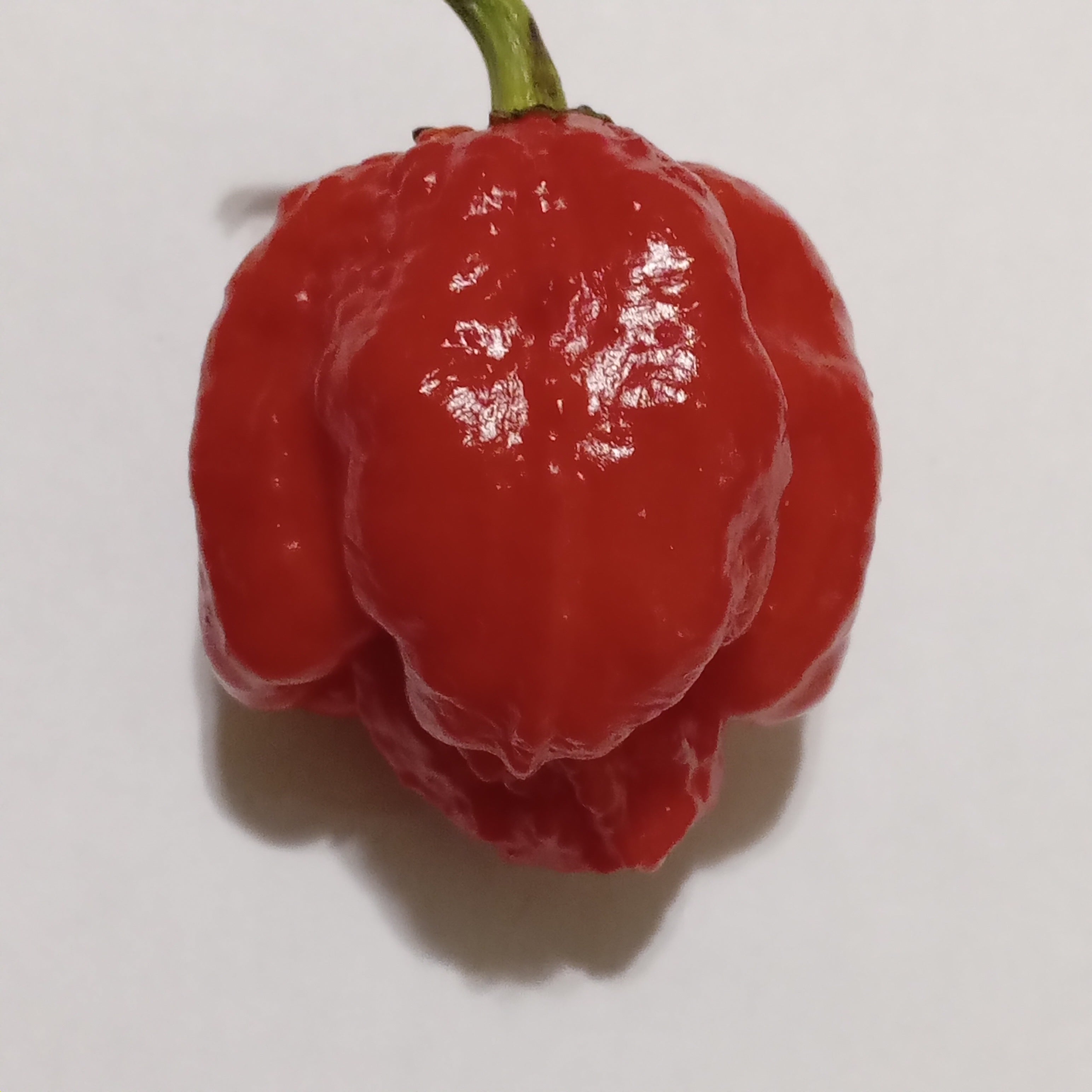 Răsad Ardei - Dragon's Breath Stinger