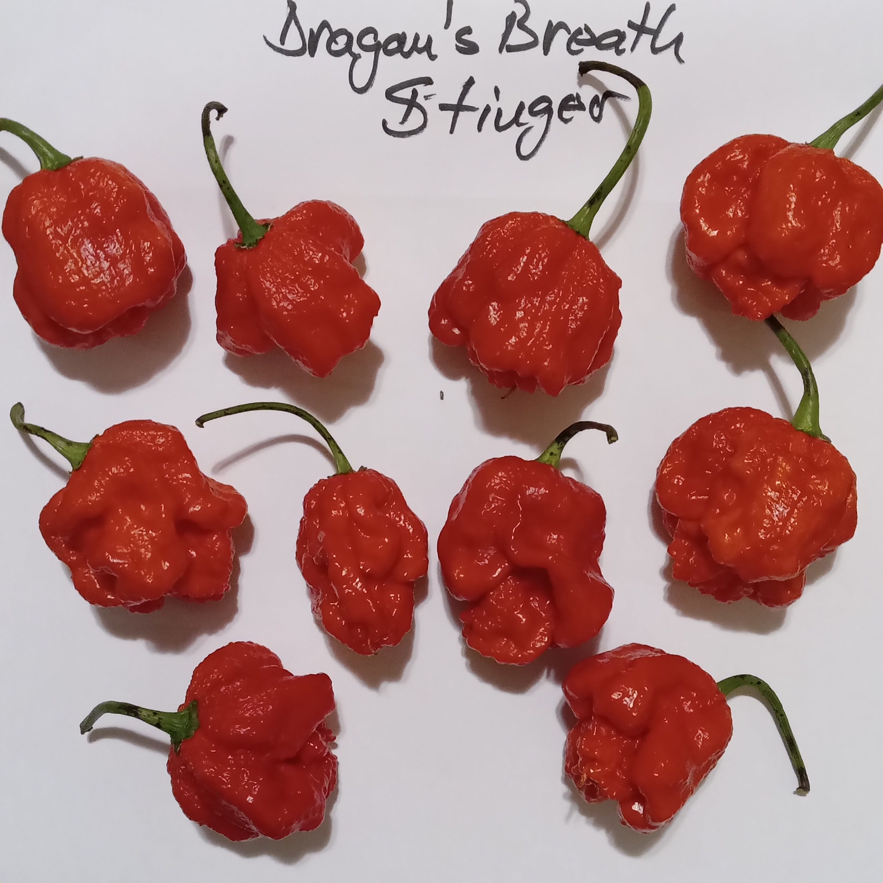 Răsad Ardei - Dragon's Breath Stinger