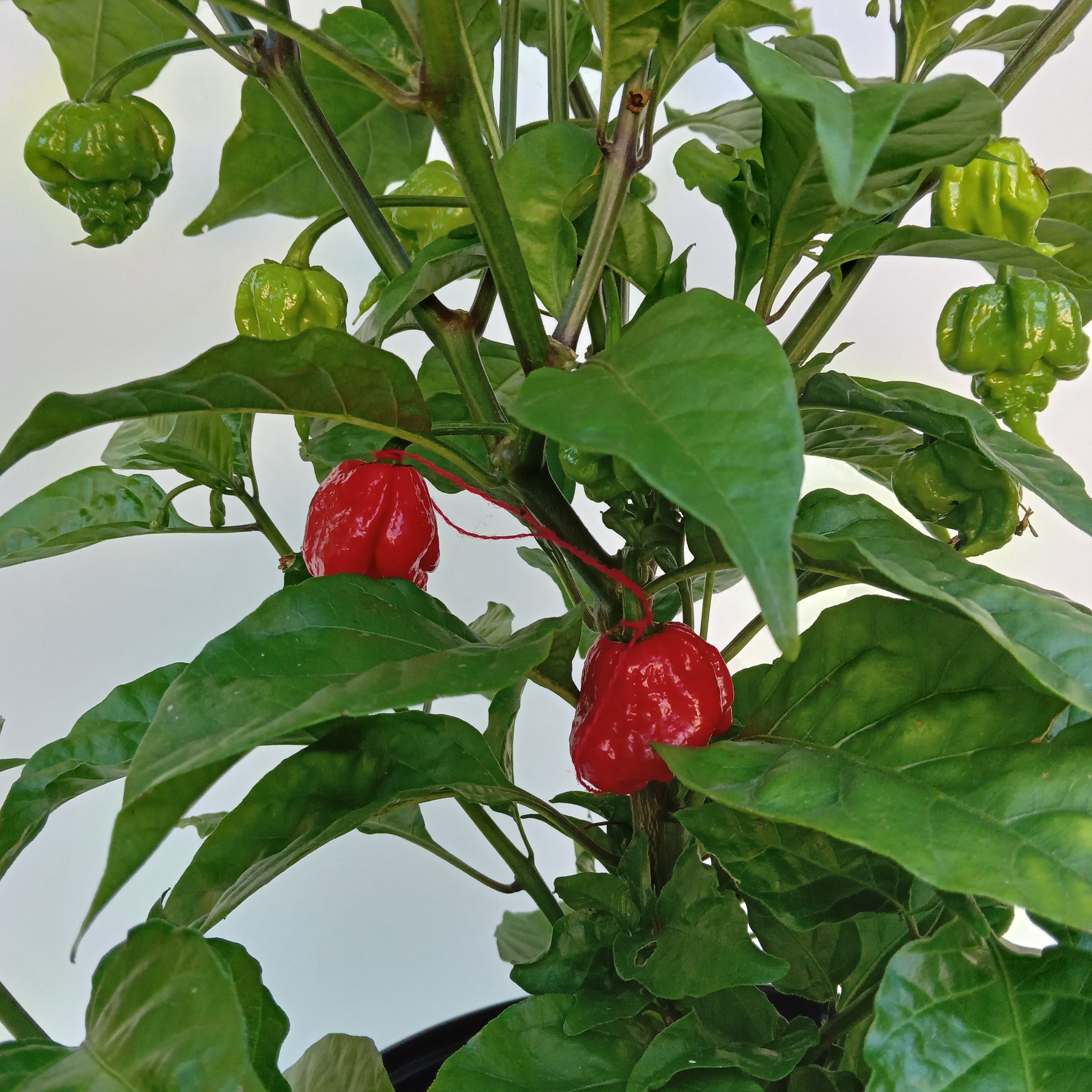 Răsad Ardei - Dragon's Breath Stinger