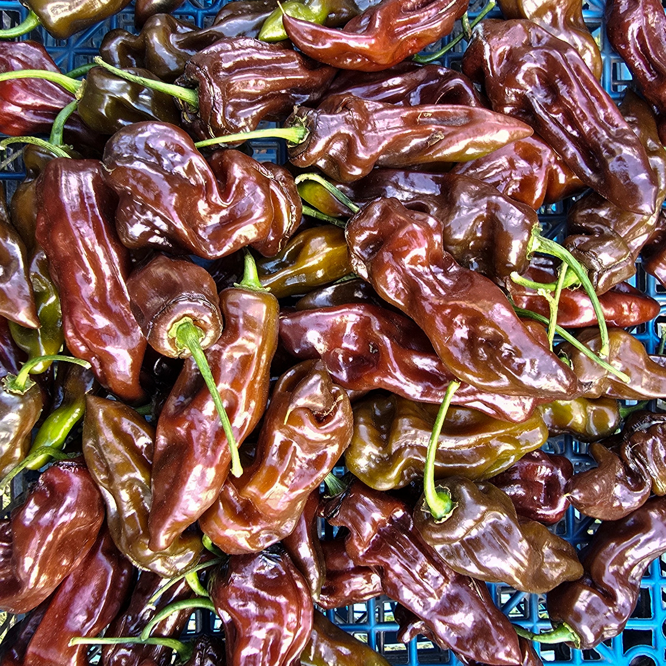 Ardei - Fatalii Chocolate