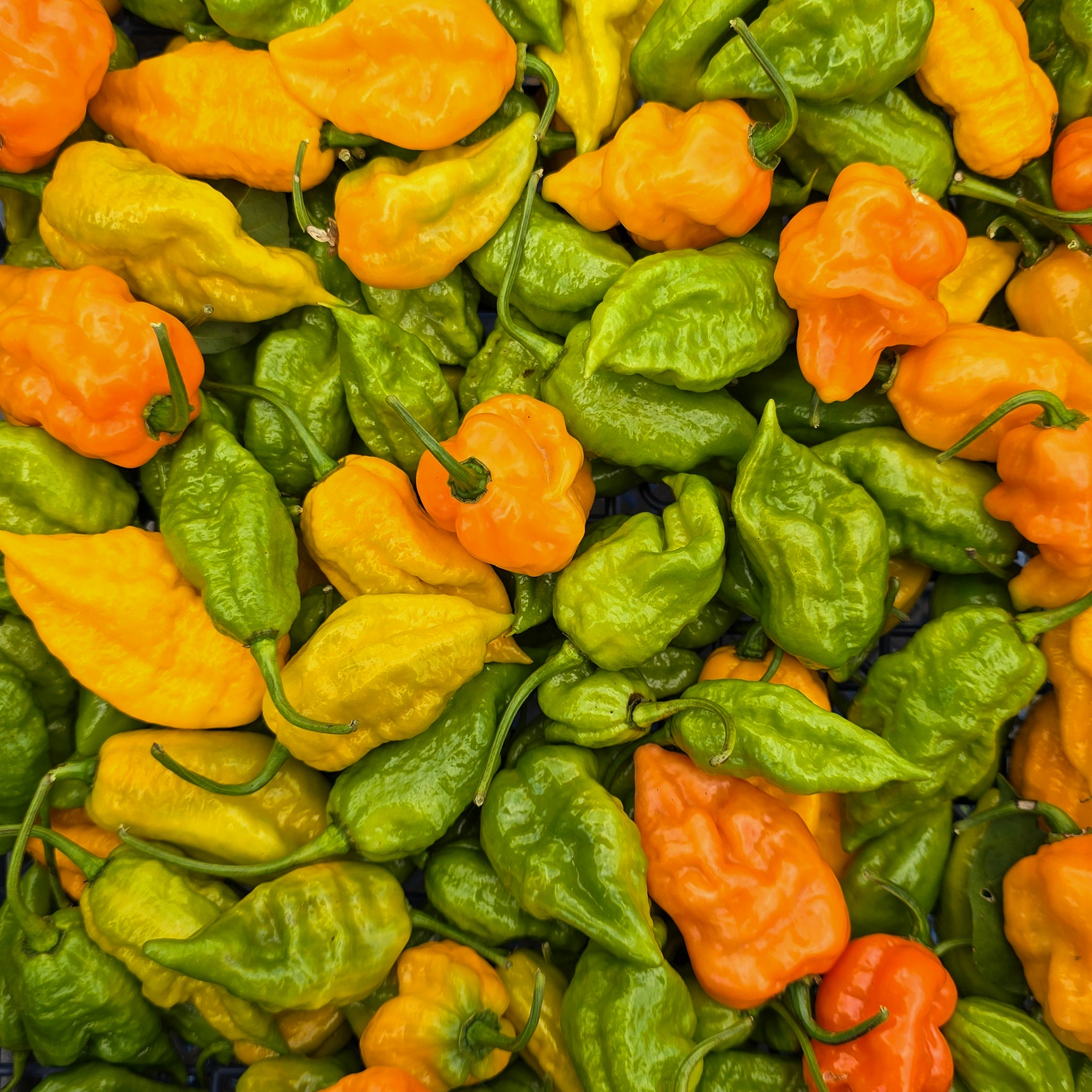 Ardei - Fatalii Gourmet Jigsaw