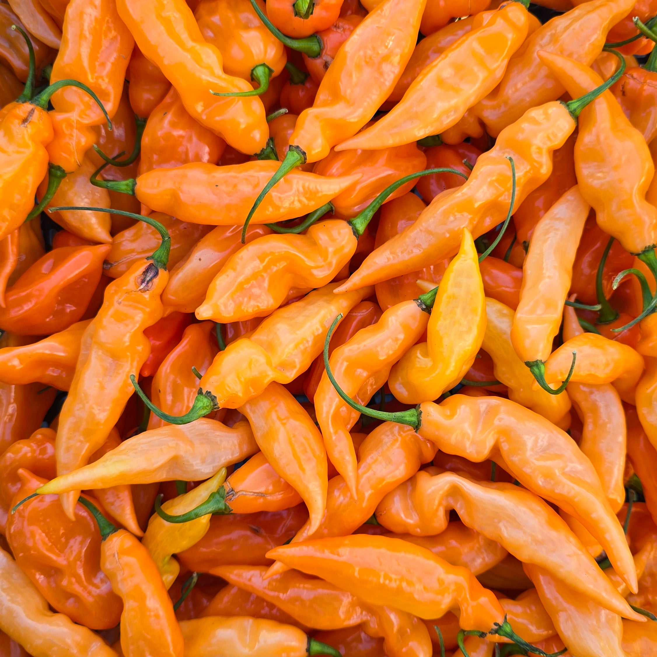 Ardei - Fatalii Peach