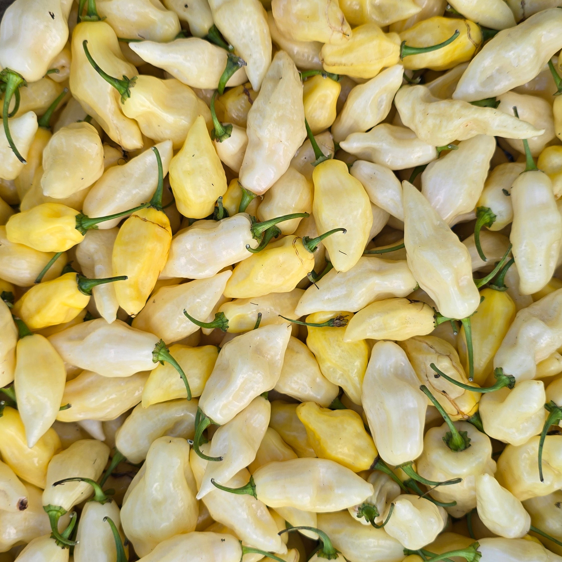 Ardei - Fatalii White