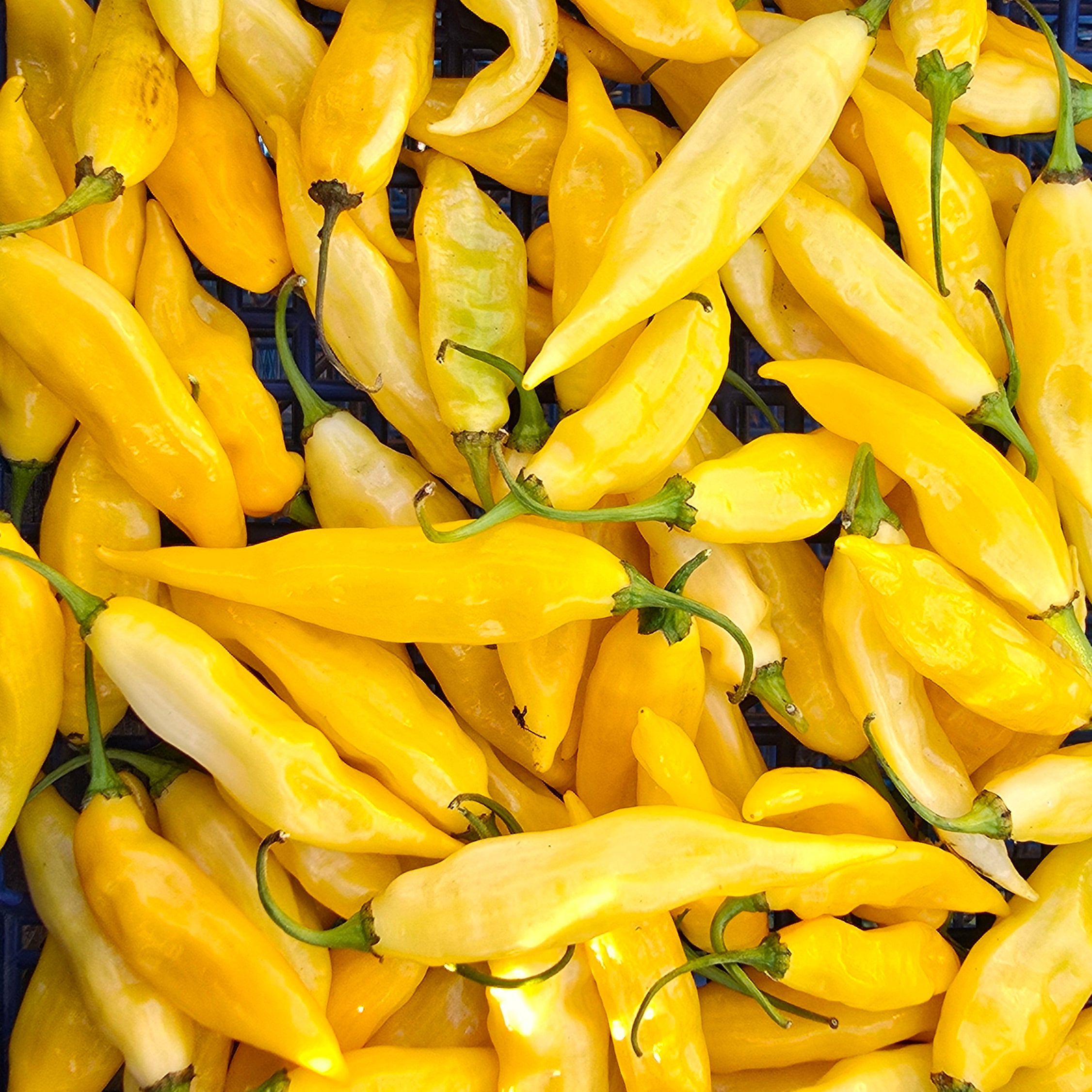 Ardei - Fatalii Yellow