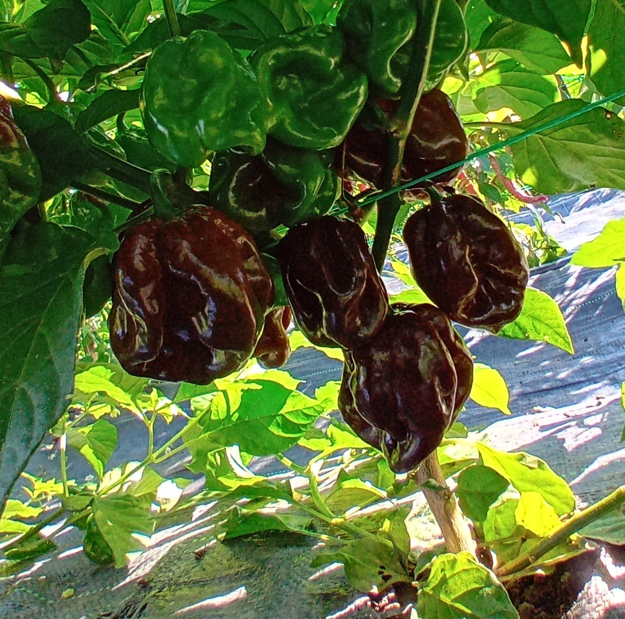 Seminţe Ardei - Guadalupe Black