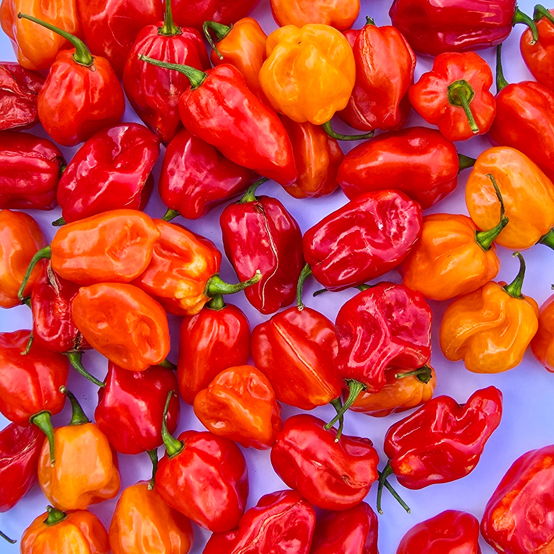 Ardei - Habanero Tobago Sesame