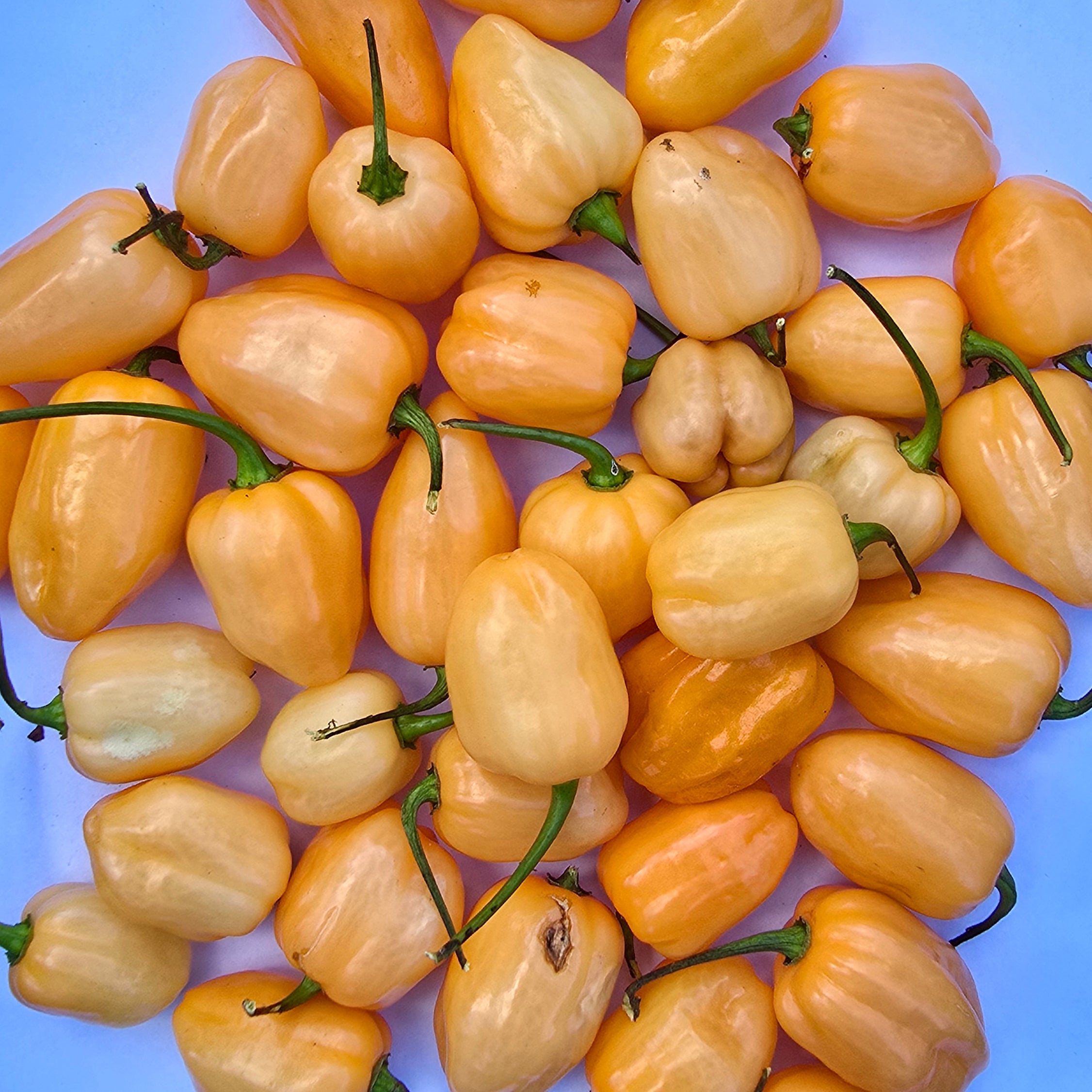 Ardei - Habannero pumpkin beach