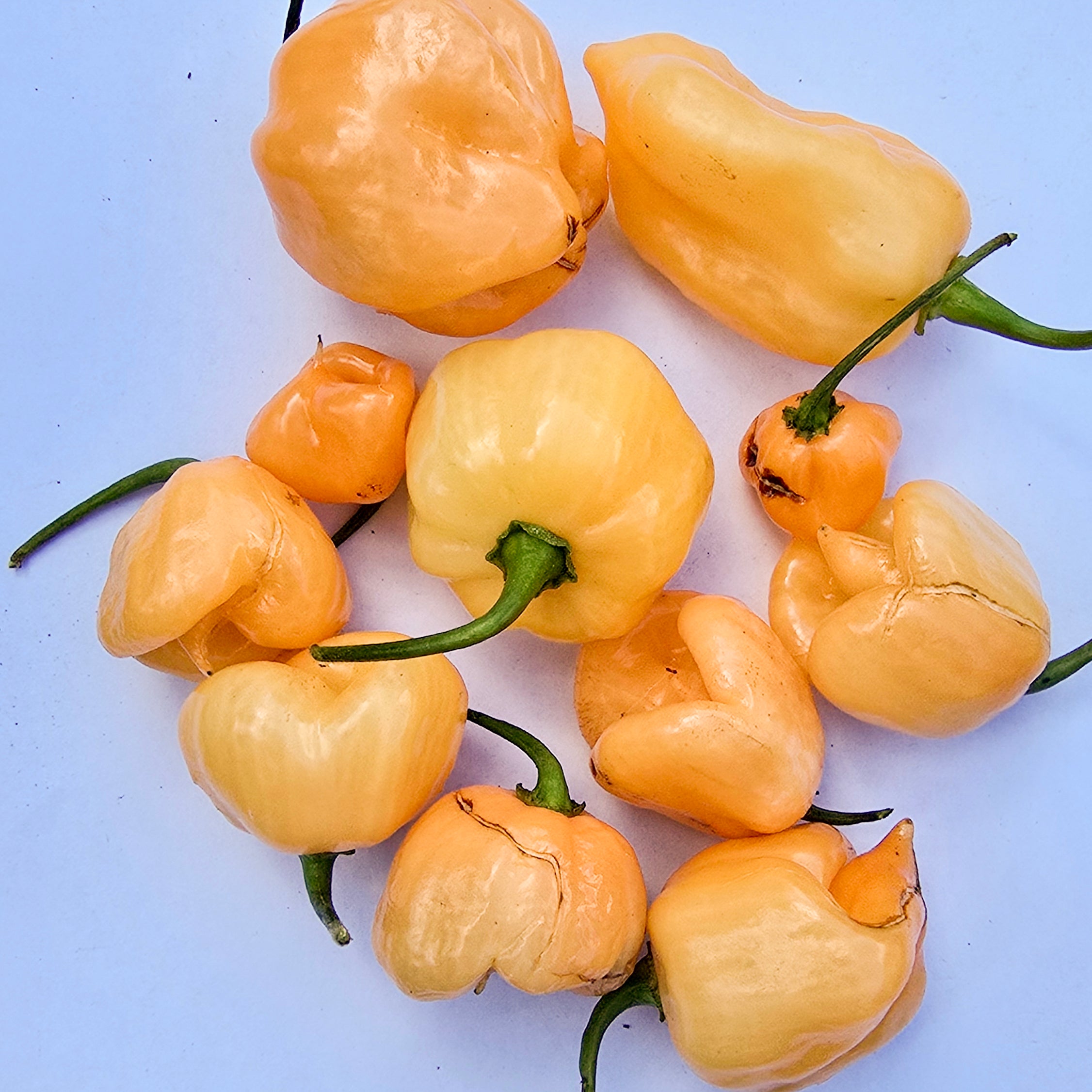 Ardei - Habanero White