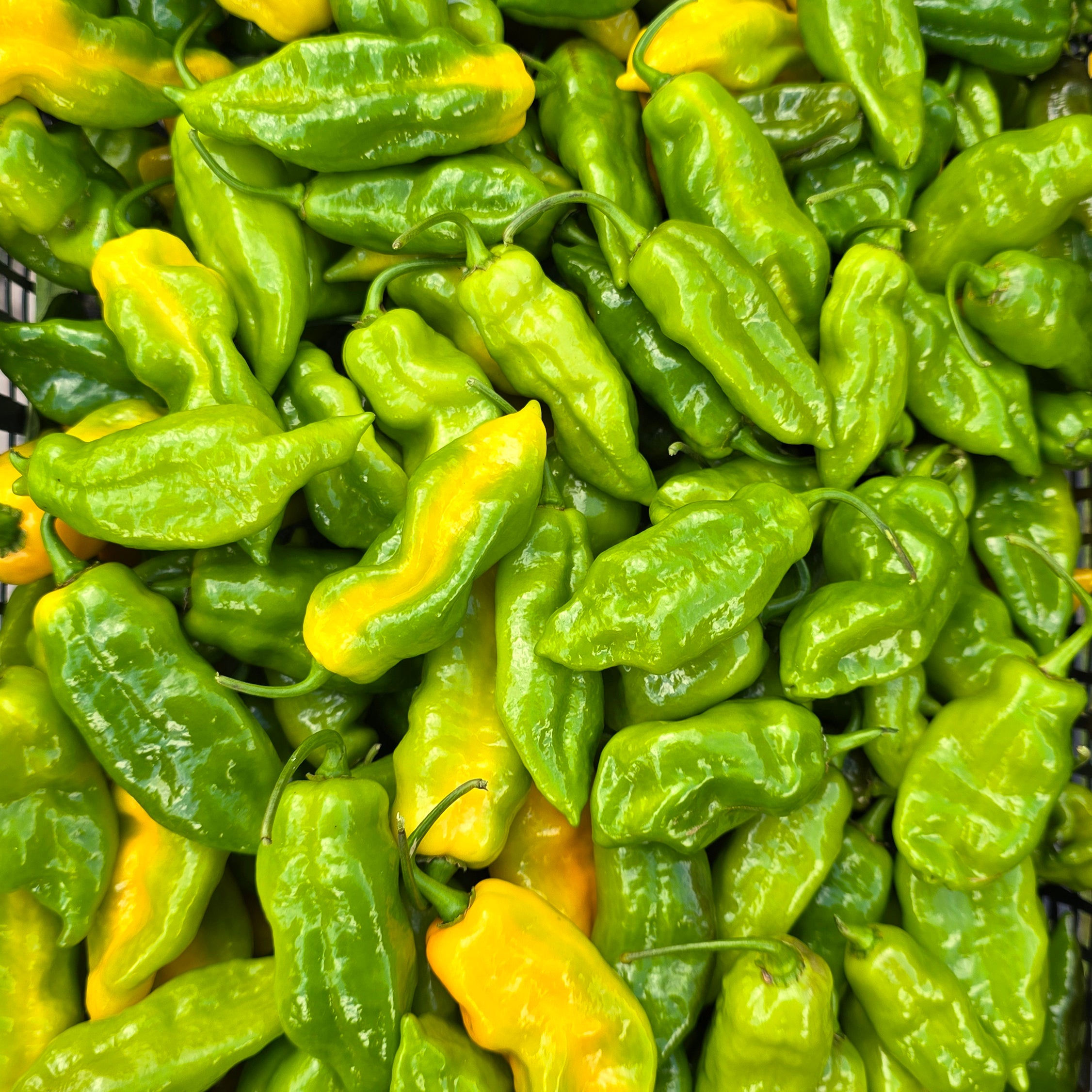 Ardei - Habanero Montego Bay