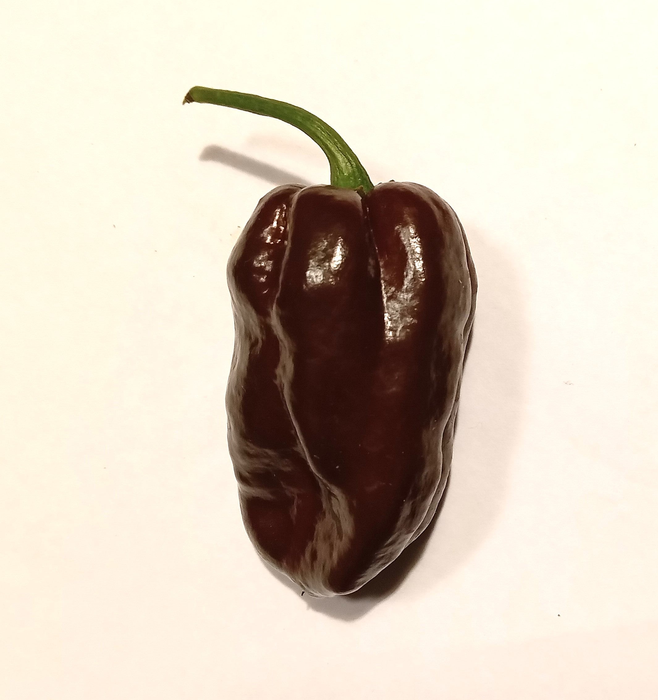 Răsad Ardei - Habanero Chocolate