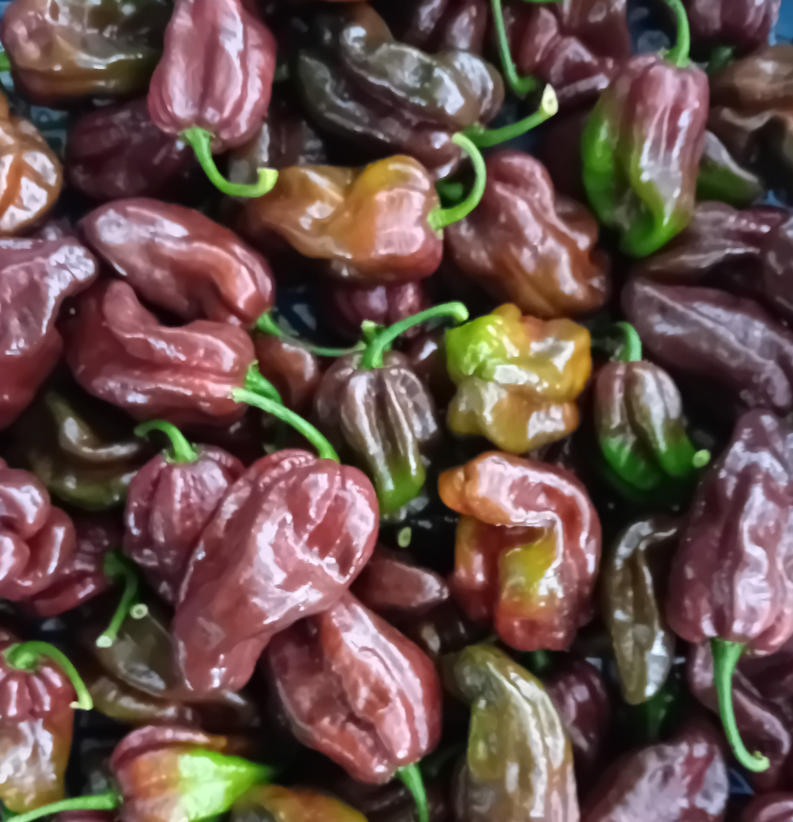 Răsad Ardei - Habanero Chocolate