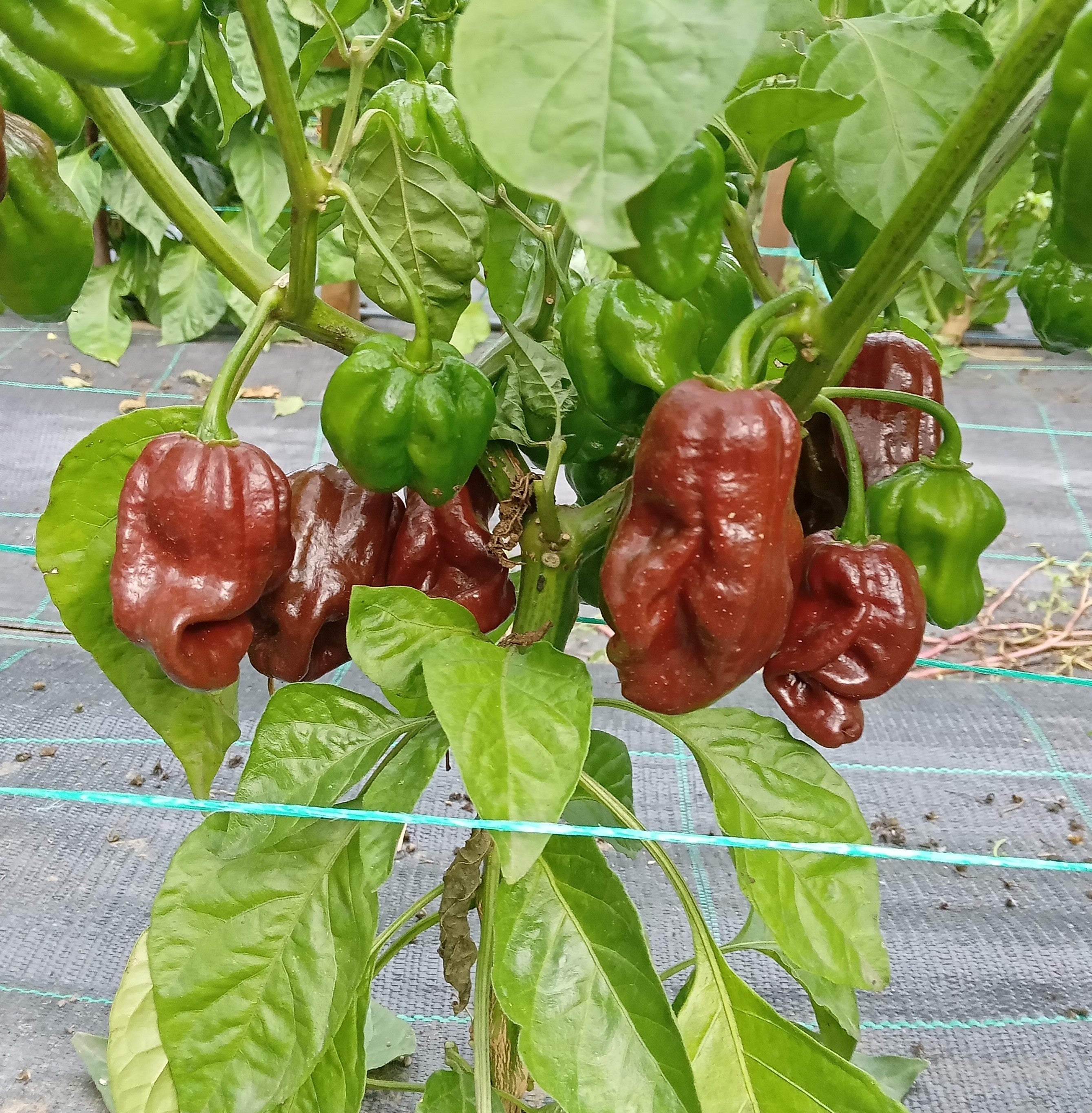 Răsad Ardei - Habanero Chocolate