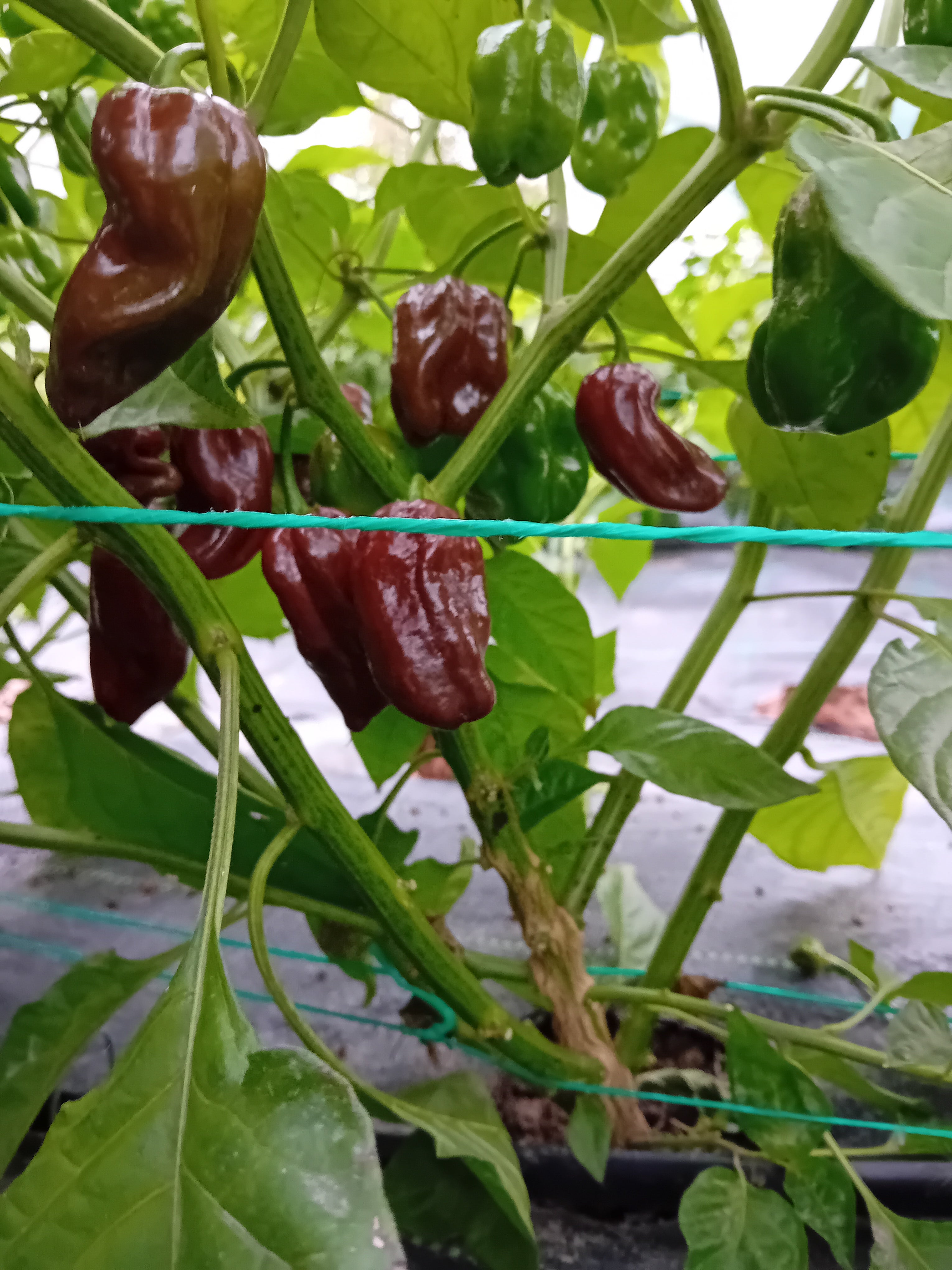 Răsad Ardei - Habanero Chocolate