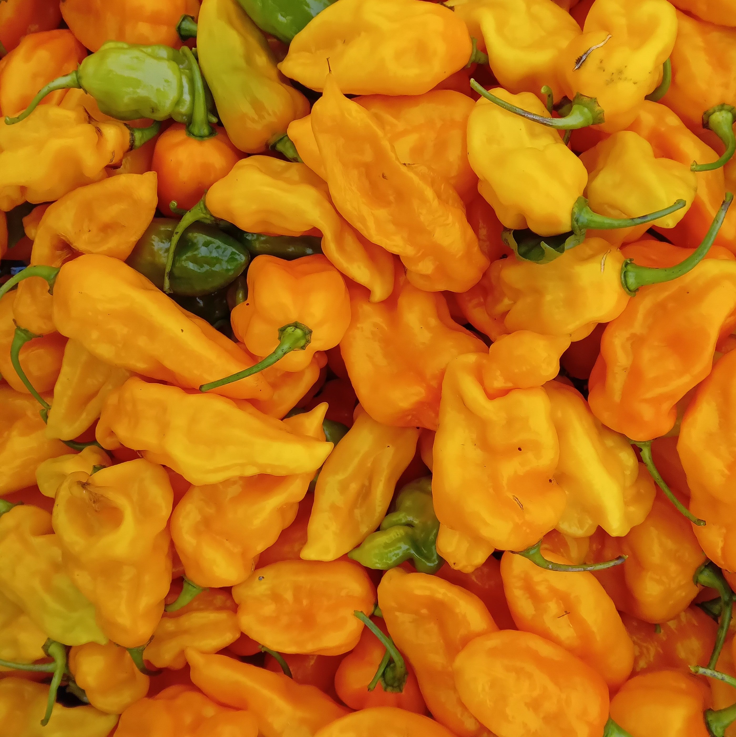 Răsad Ardei - Habanero Gambia Orange