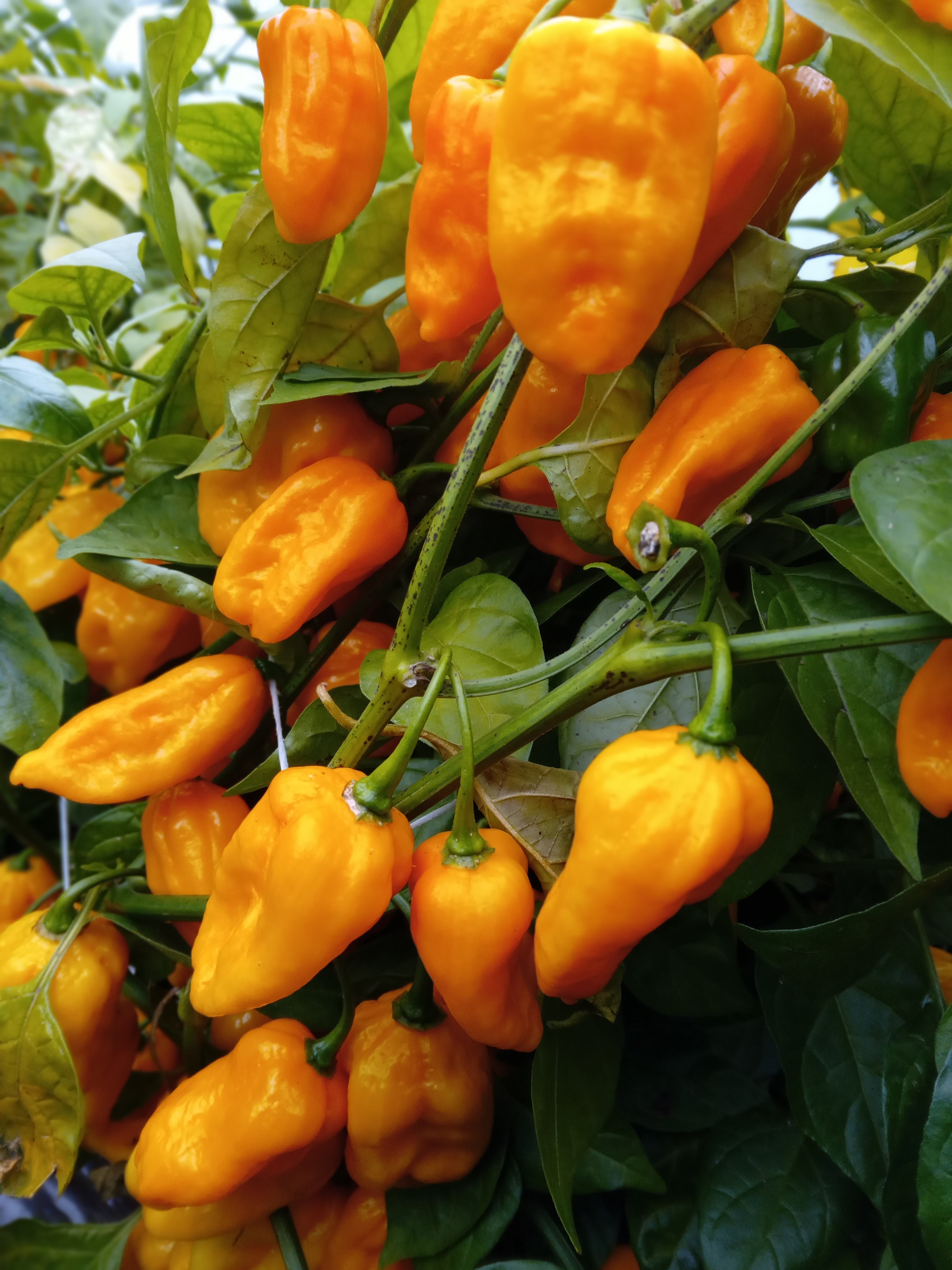 Răsad Ardei - Habanero Gambia Orange