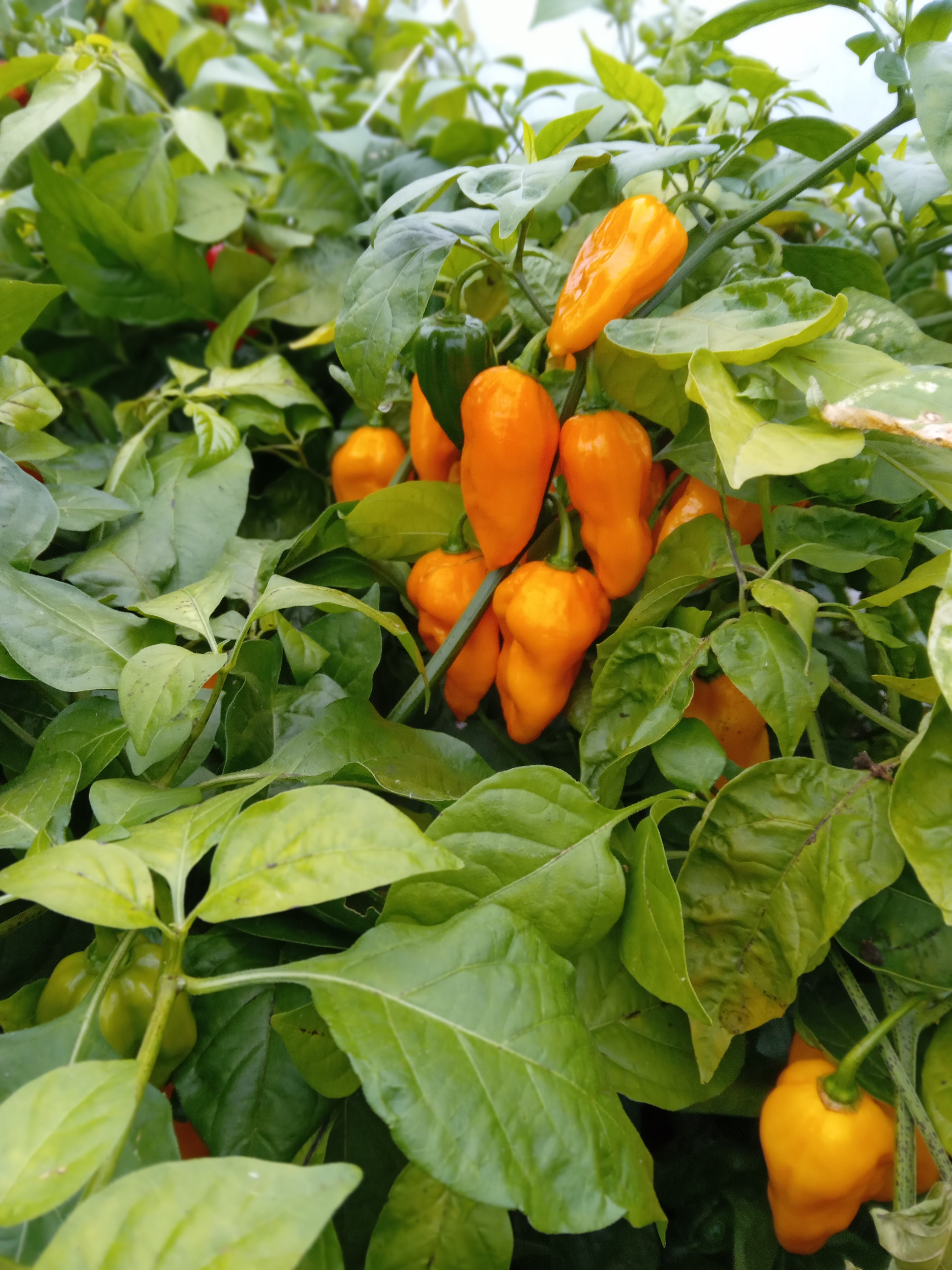 Răsad Ardei - Habanero Gambia Orange
