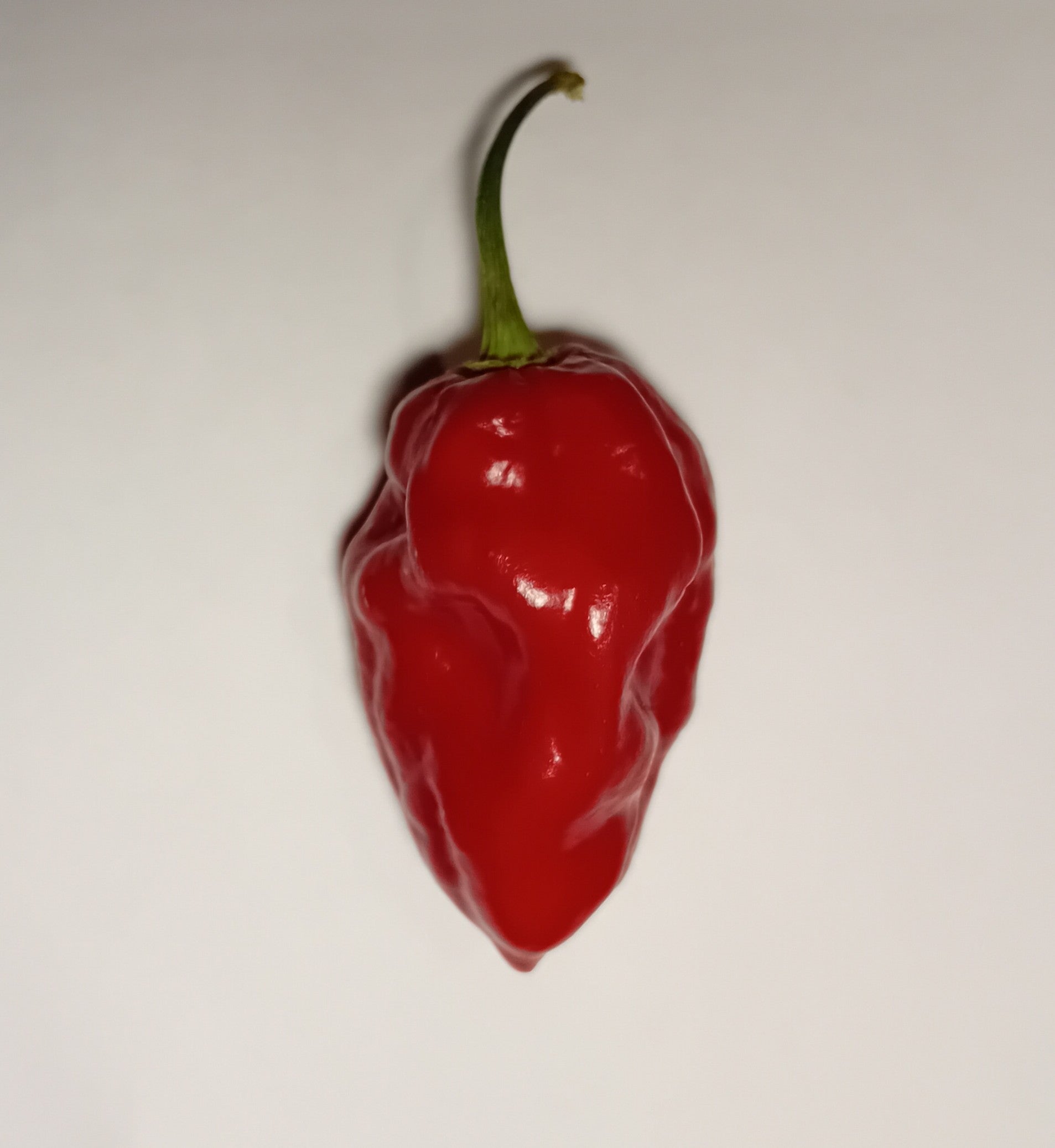 Răsad Ardei - Habanero Gambia Red