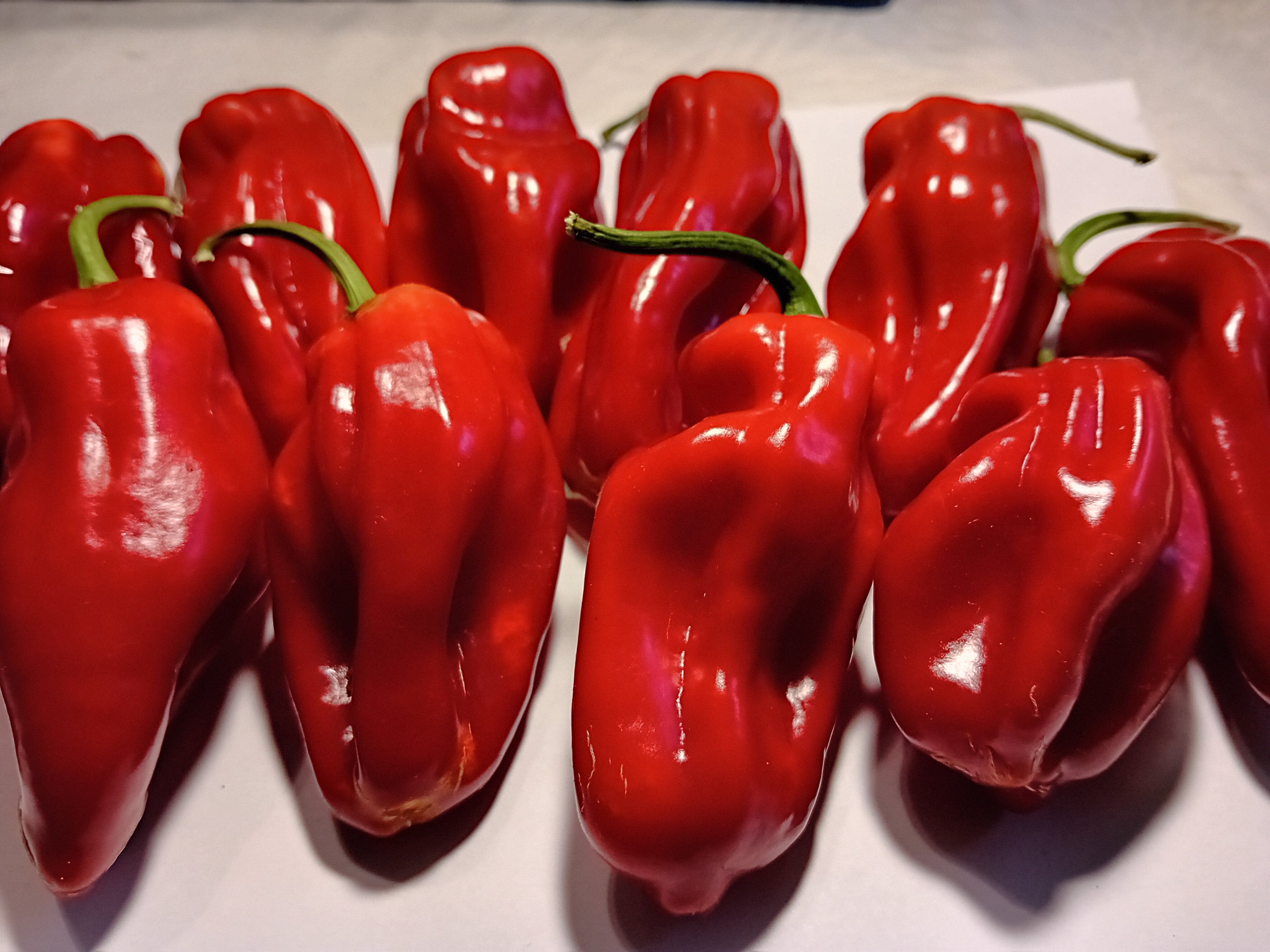 Răsad Ardei - Habanero Gambia Red