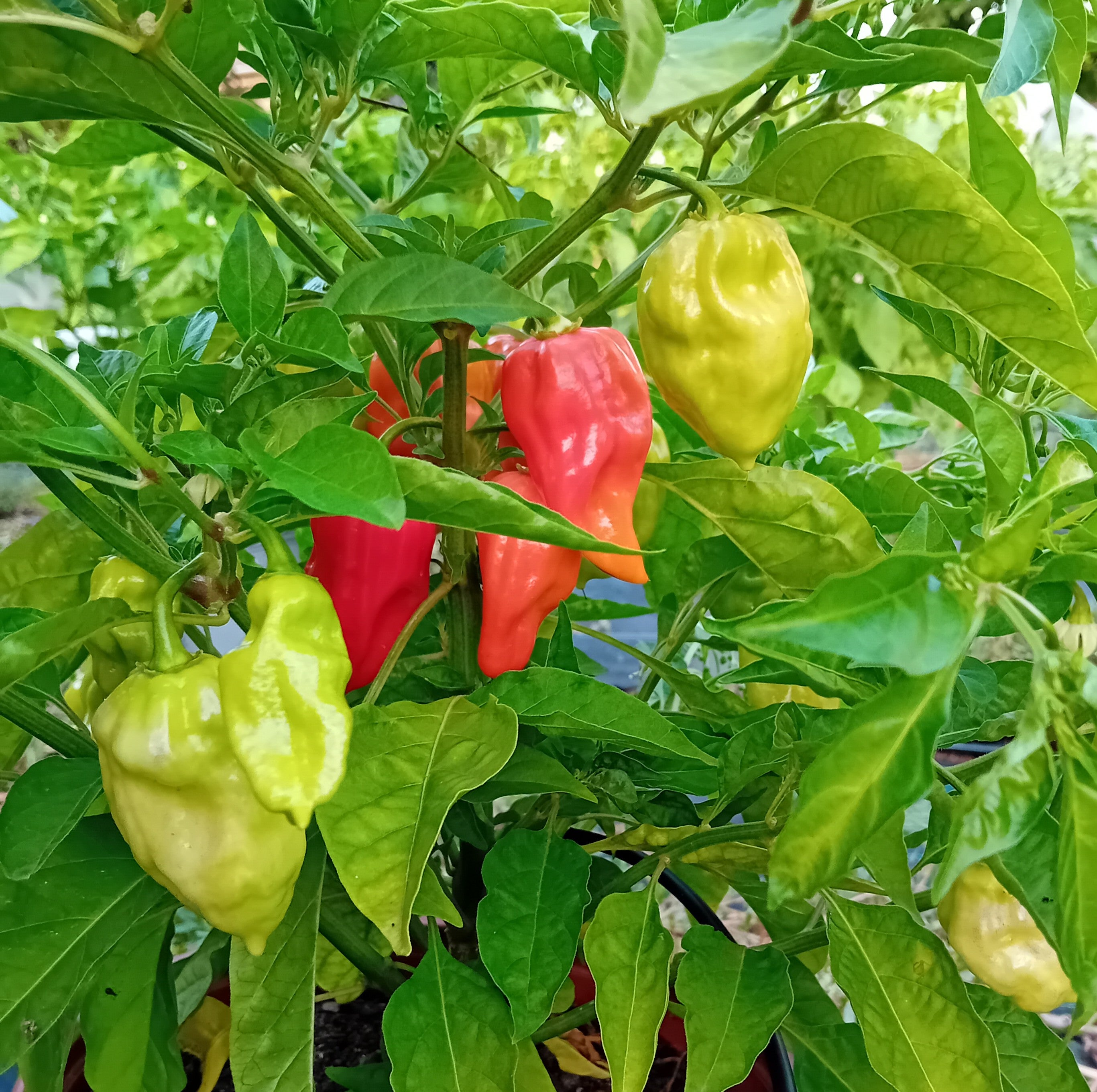 Răsad Ardei - Habanero Gambia Red