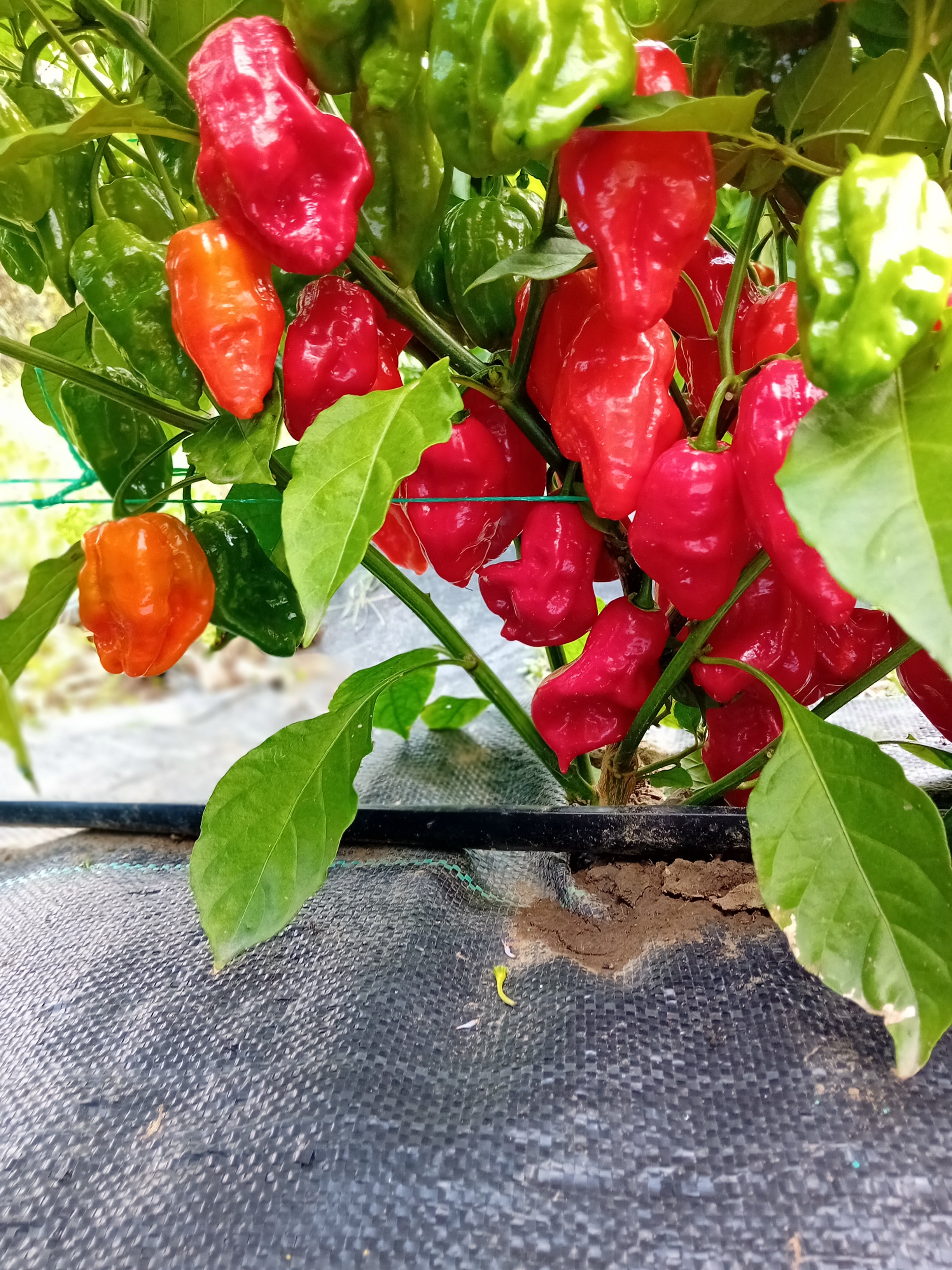 Răsad Ardei - Habanero Gambia Red