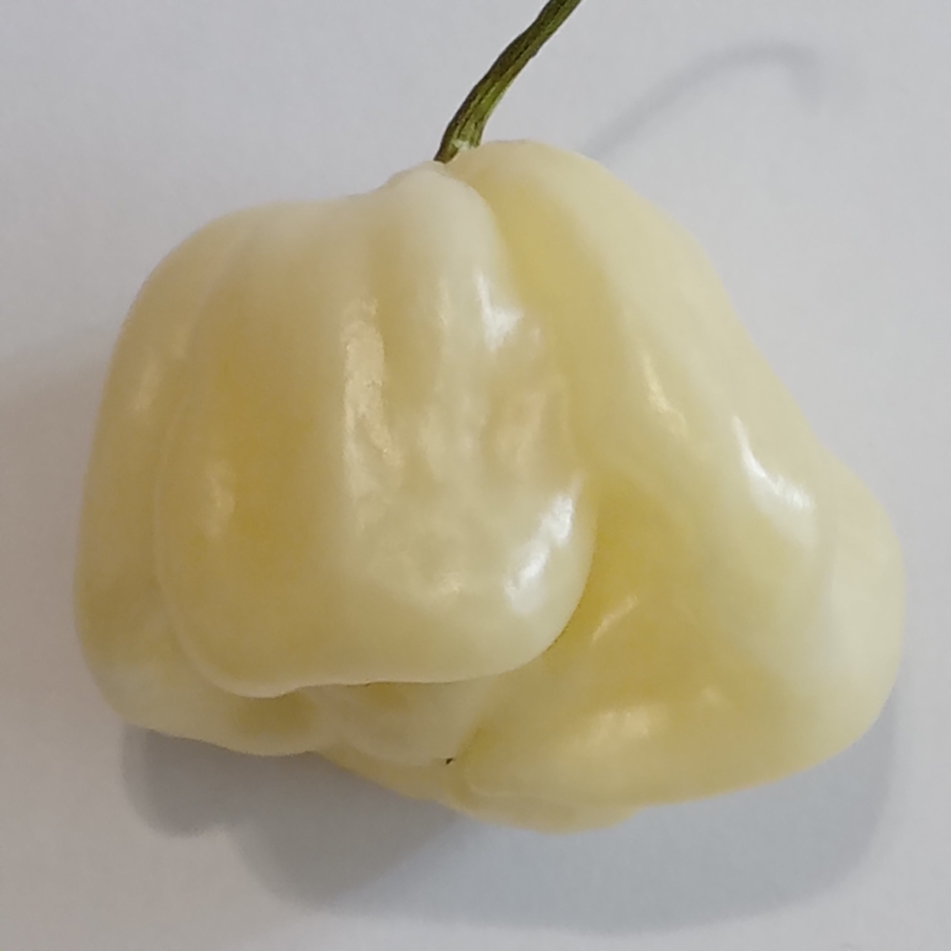 Răsad Ardei - Habanero Giant White